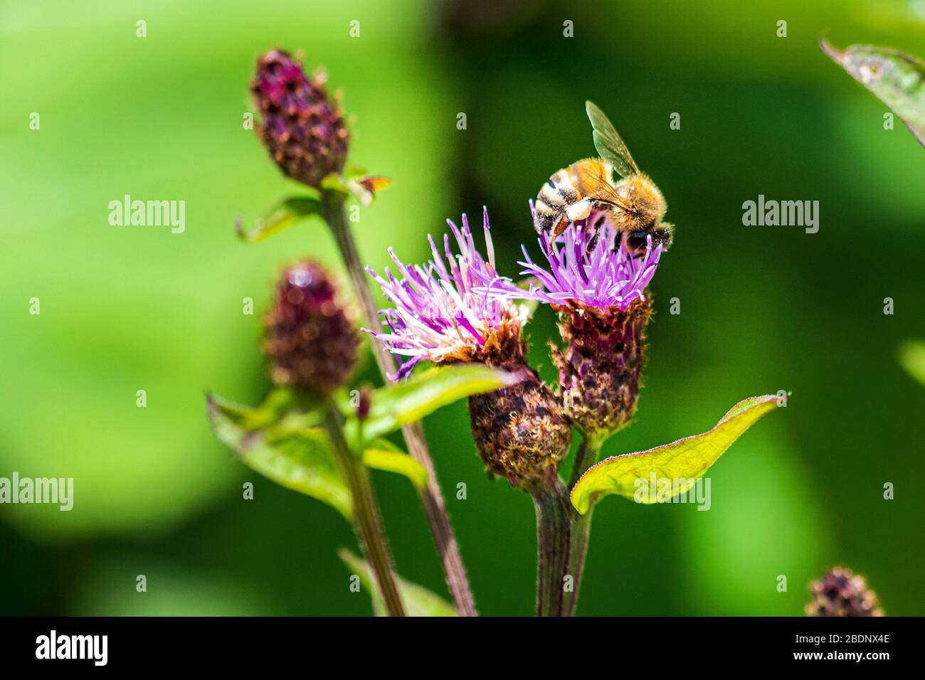 Flowers and insects in the woods Stock Photo - Alamy