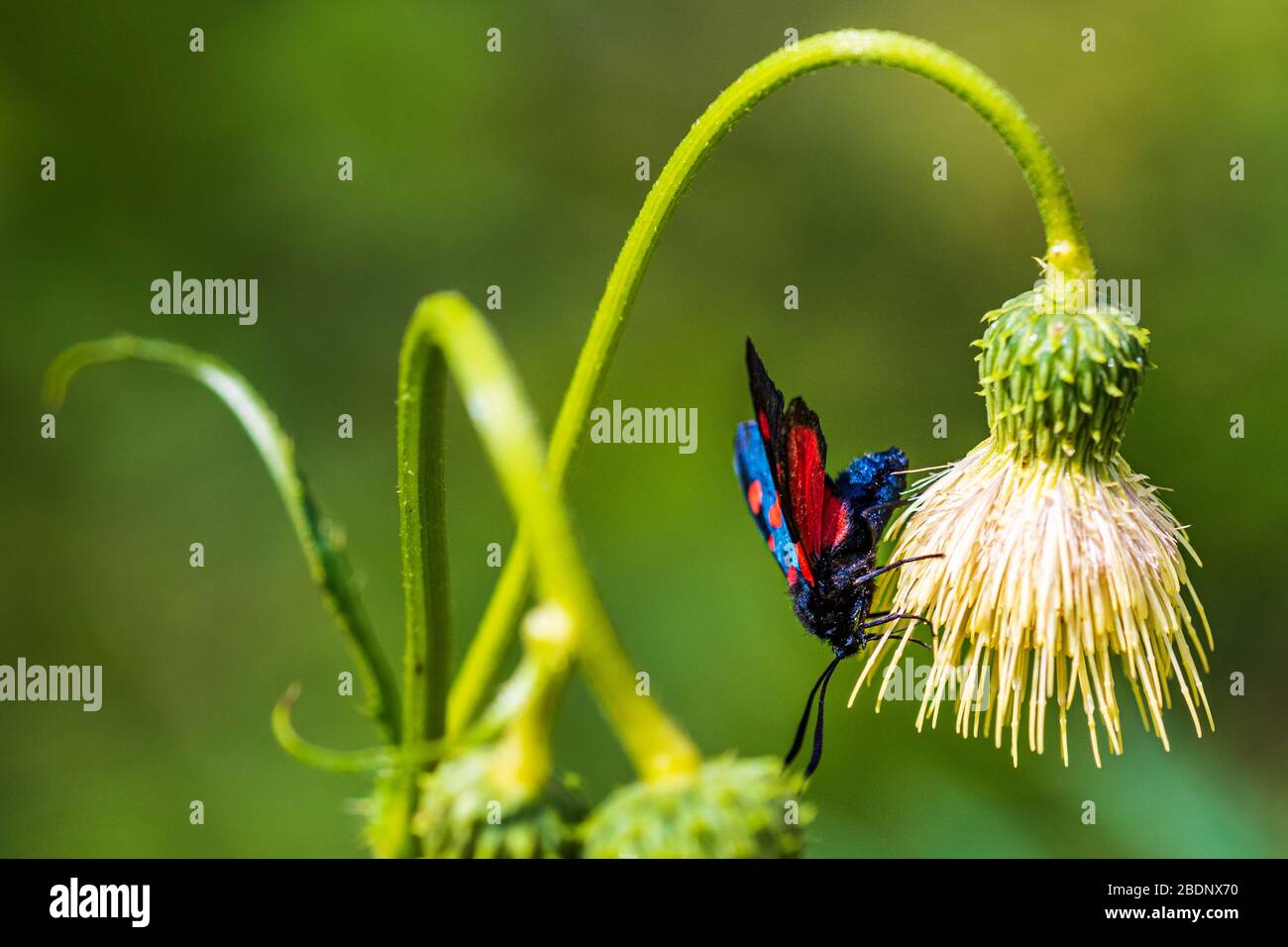 Flowers and insects in the woods Stock Photo - Alamy