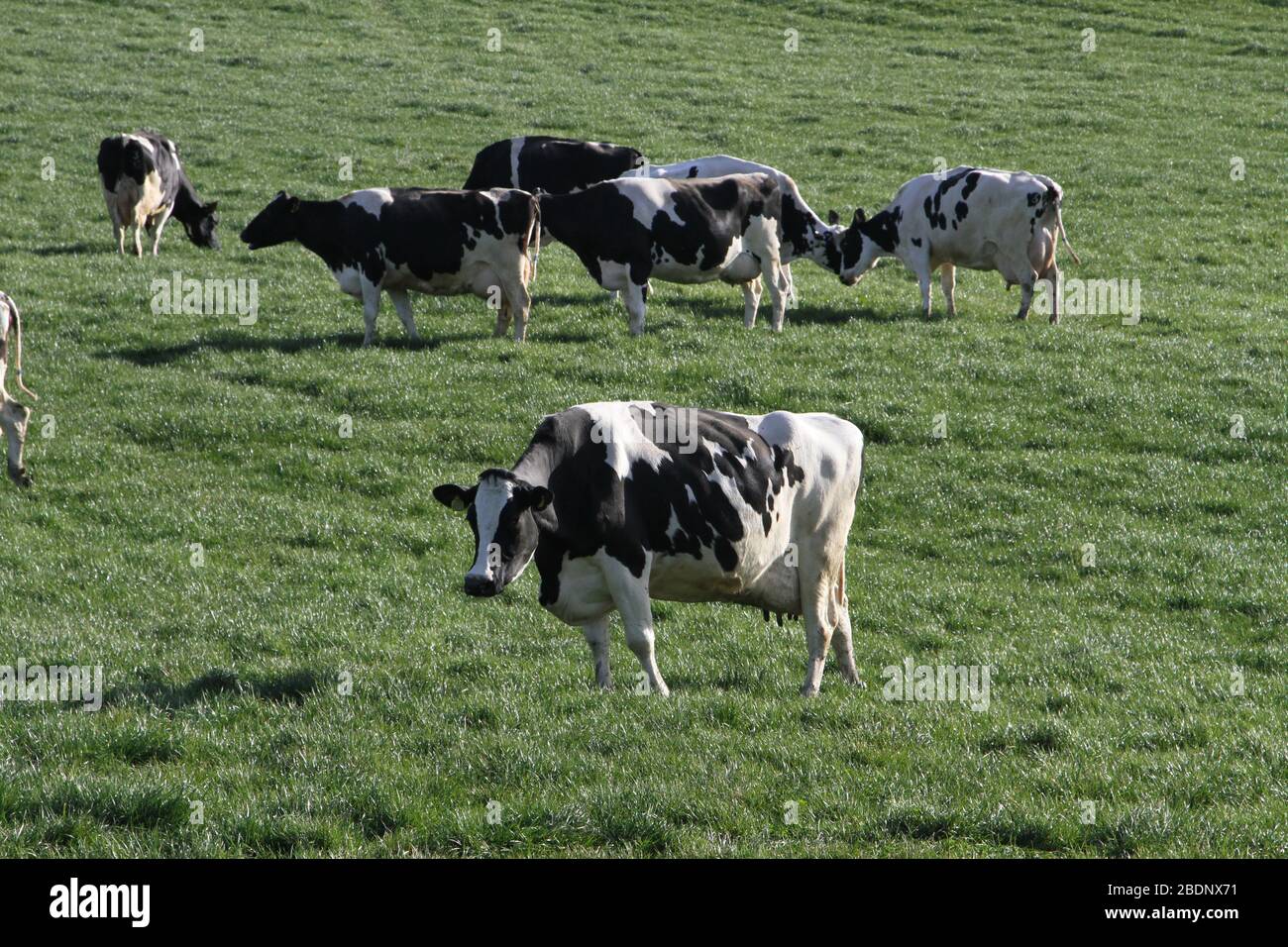 Dairy Cattle in Fields Stock Photo - Alamy