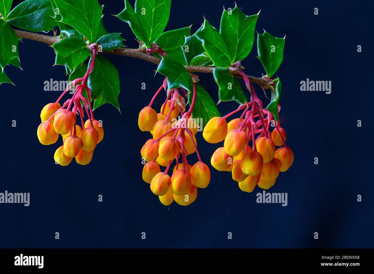 Beechwood Landscape Architecture And Construction Darwin Barberry