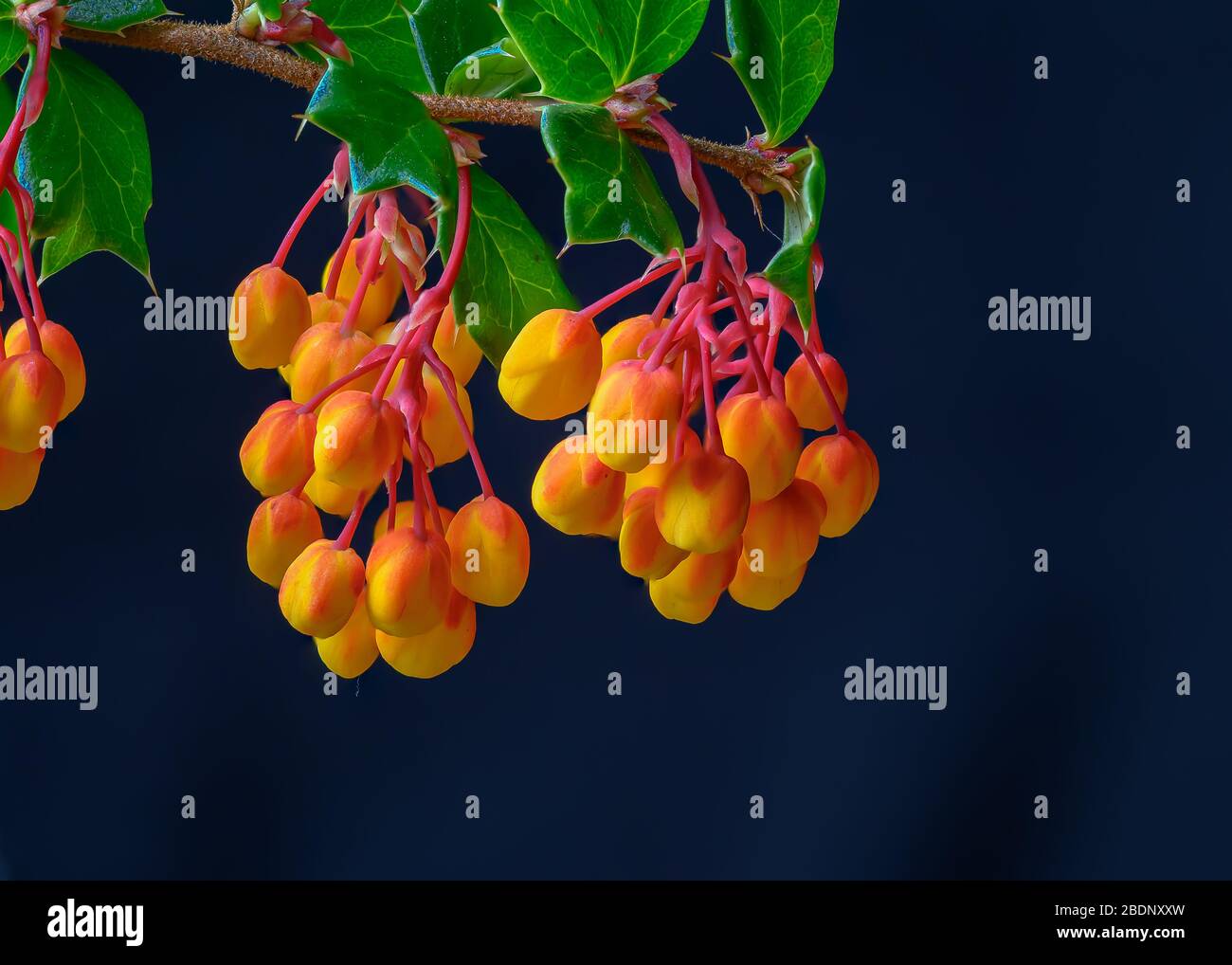 Berberis darwinii spring flowers Stock Photo