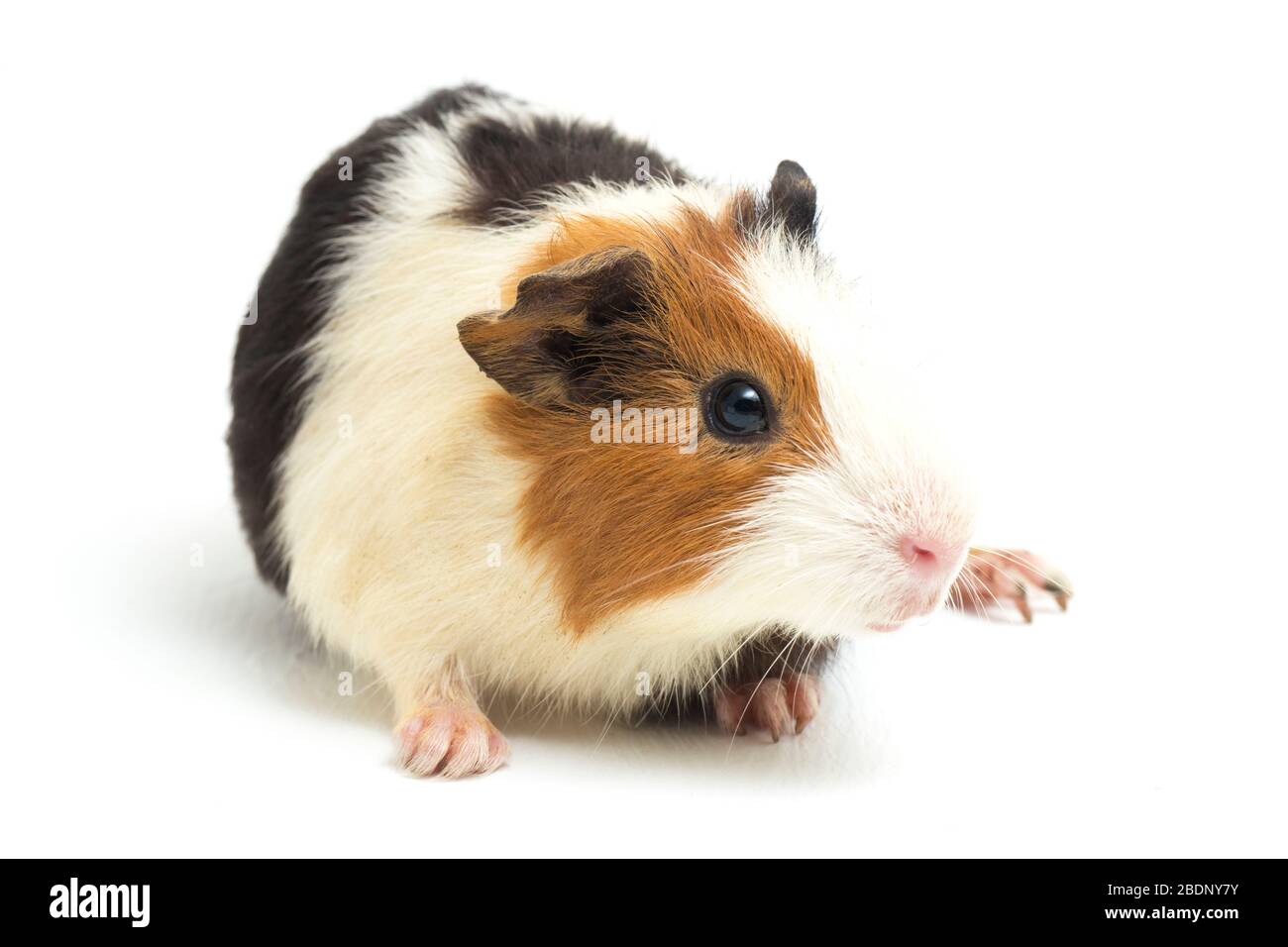 guinea pig isolated on black background Stock Photo - Alamy