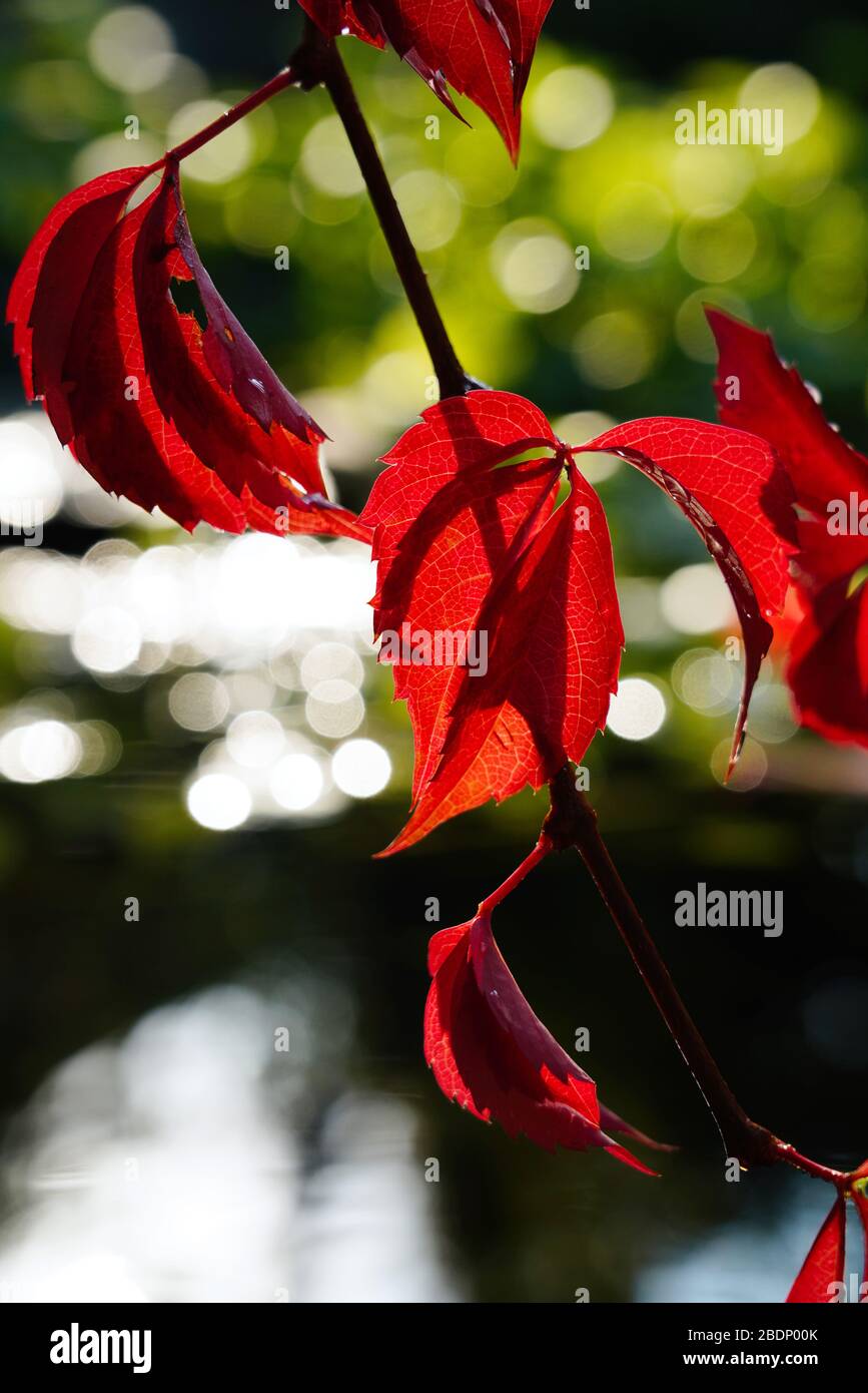 Red Boston ivy Stock Photo