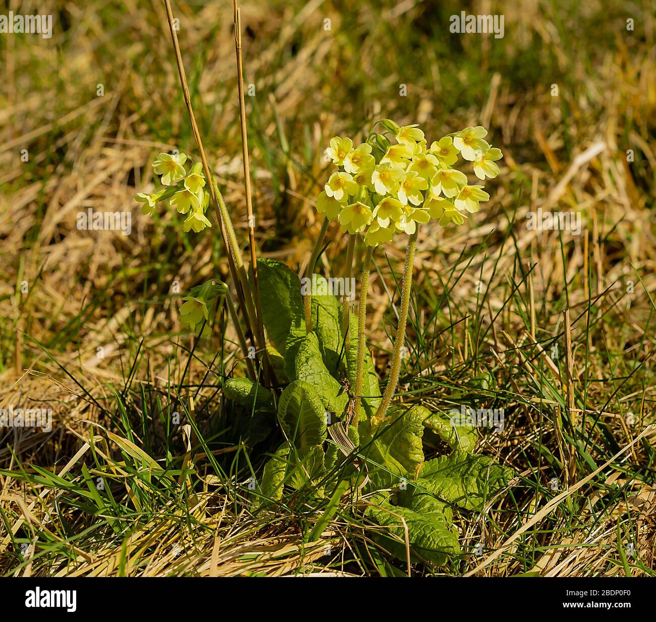 The wild primrose stretches its flower heads towards the sunlight. Stock Photo