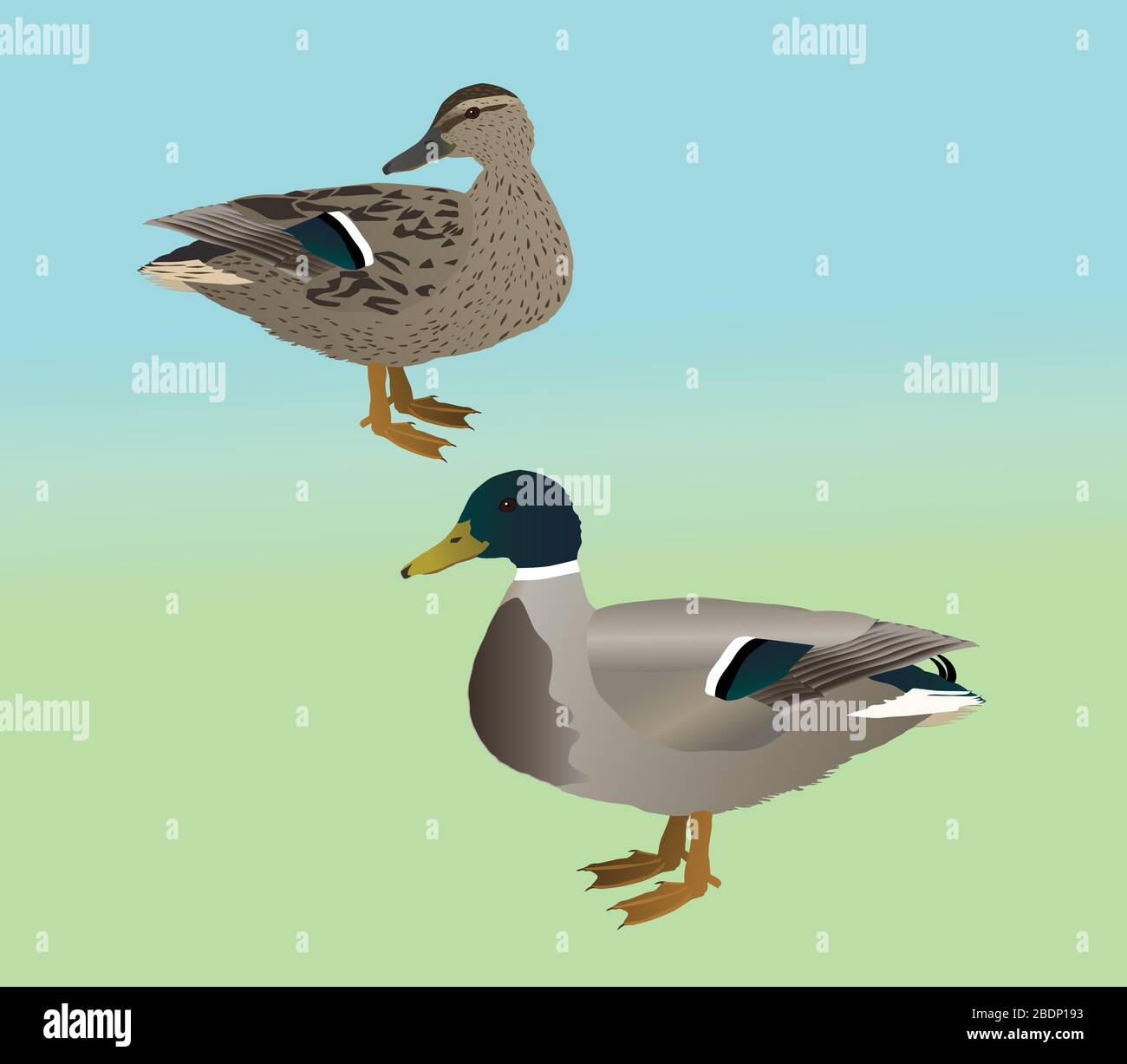 A vector illustration  of a couple of mallards. It is a male and a female duck. Stock Vector