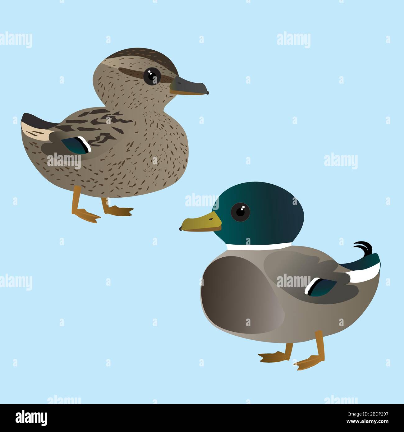 A vector illustration  of a couple of very cute mallards. It is a male and a female duck. Stock Vector