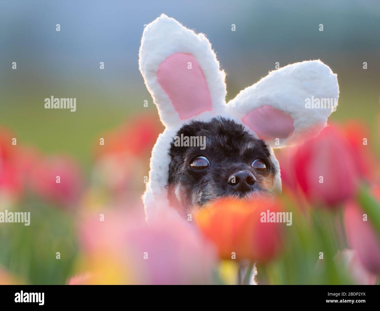 my easter bunny Stock Photo