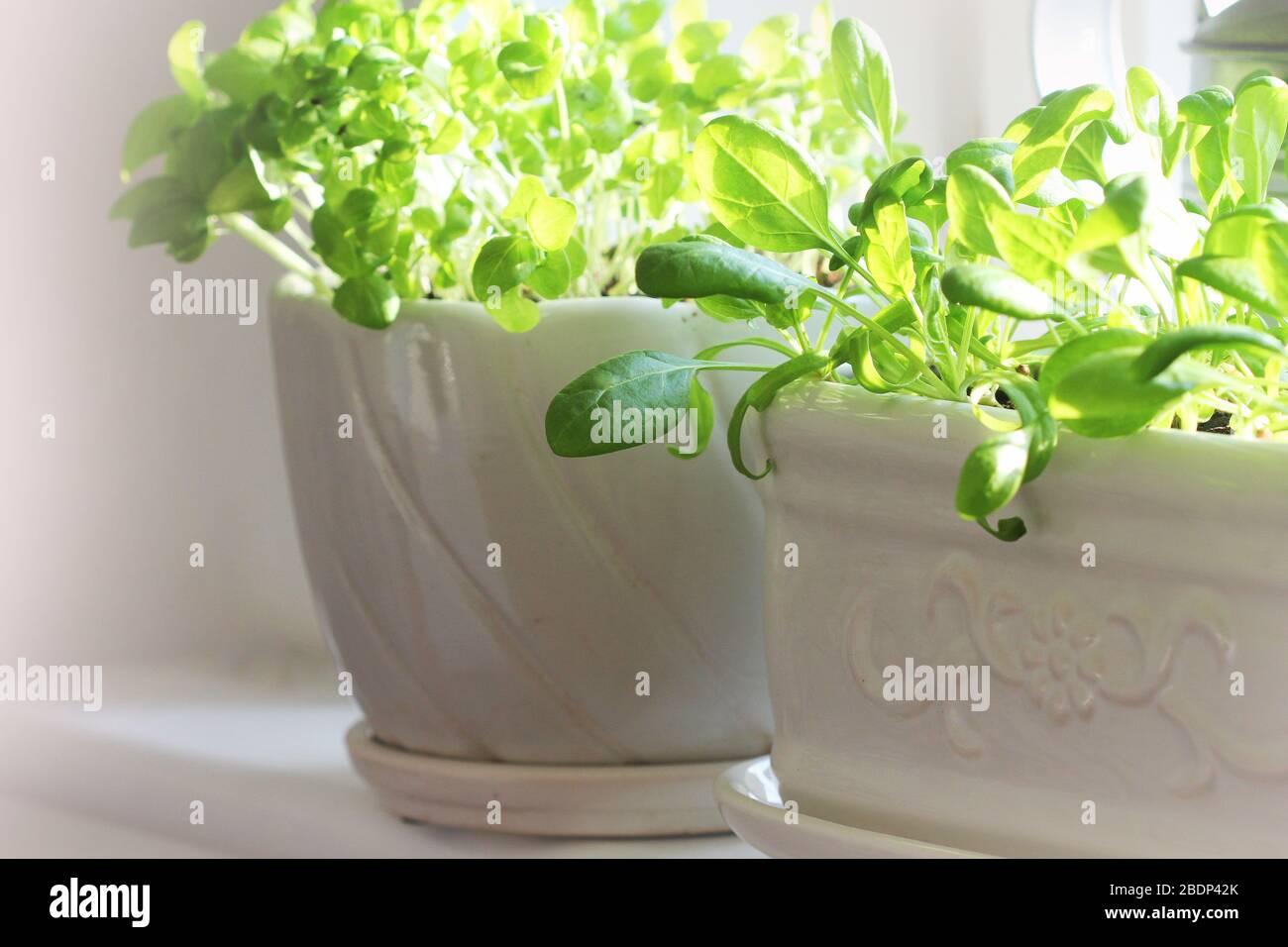 Growing spinach pot hires stock photography and images Alamy
