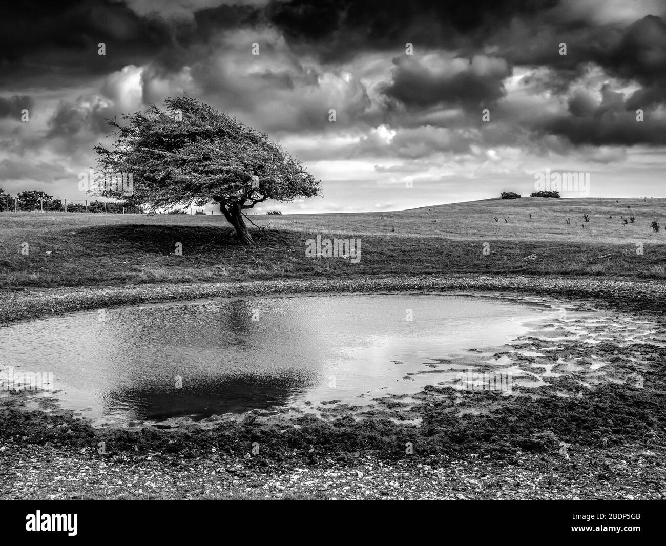 Landscape in Black and white with wind swept tree in the background Stock Photo