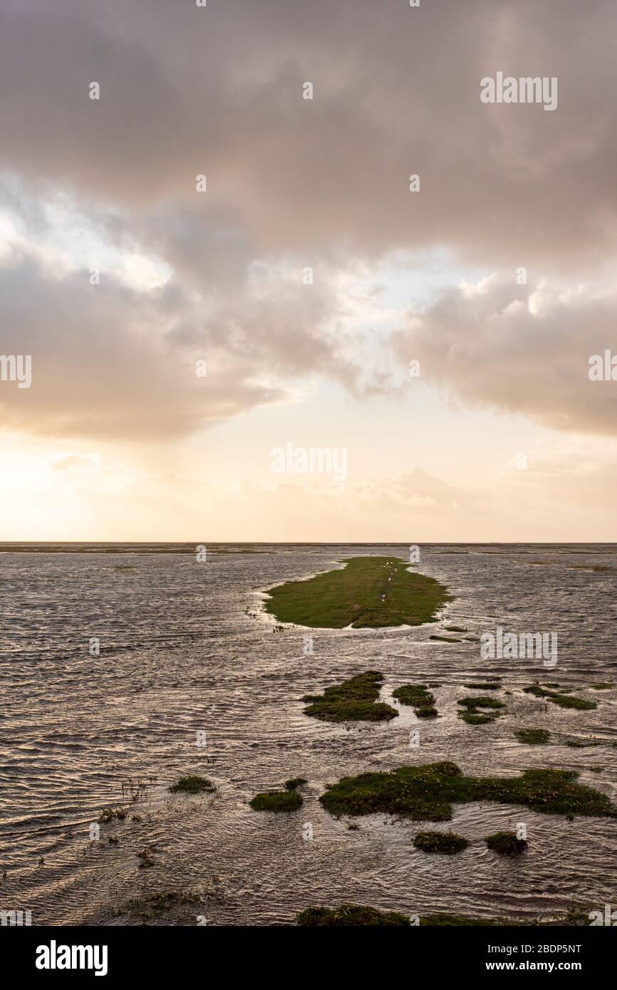 Coastal landscape, Westerhever, North Sea, Schleswig-Holstein, Germany, Europe Stock Photo