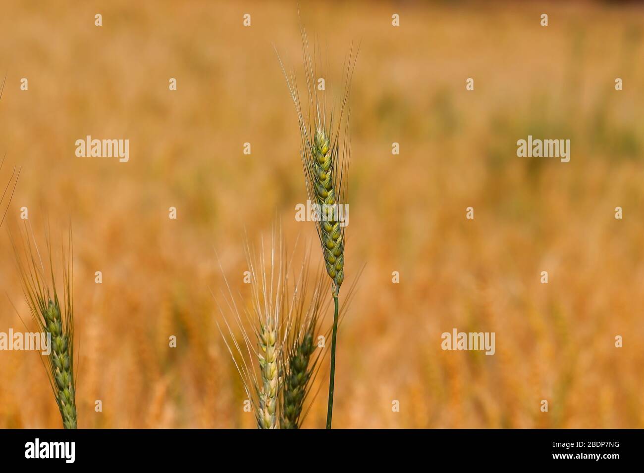 close up of ear of wheat blooming in agriculture field, concept for agriculture or gardening Stock Photo