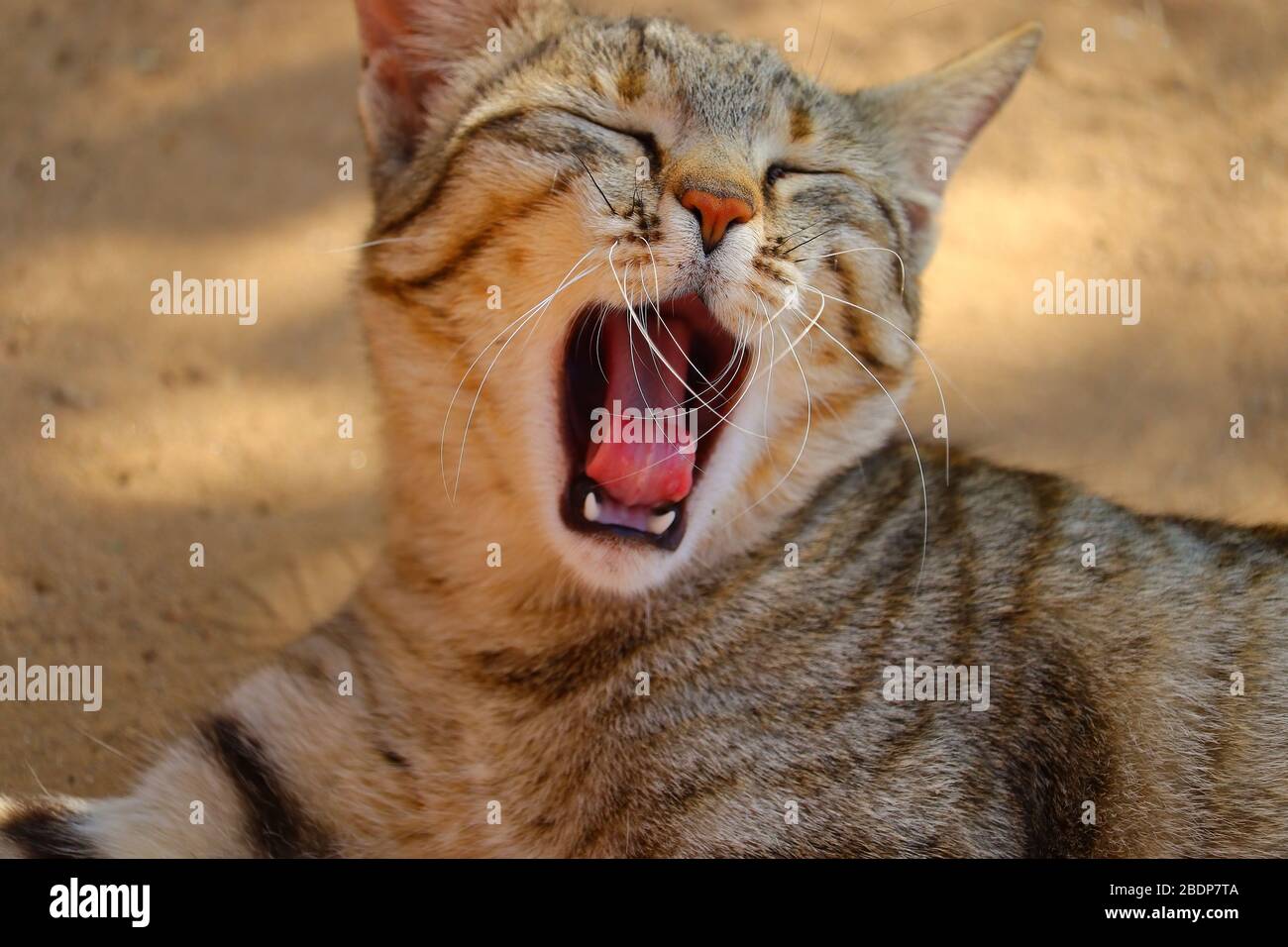 close up of cat yawning in summe Stock Photo