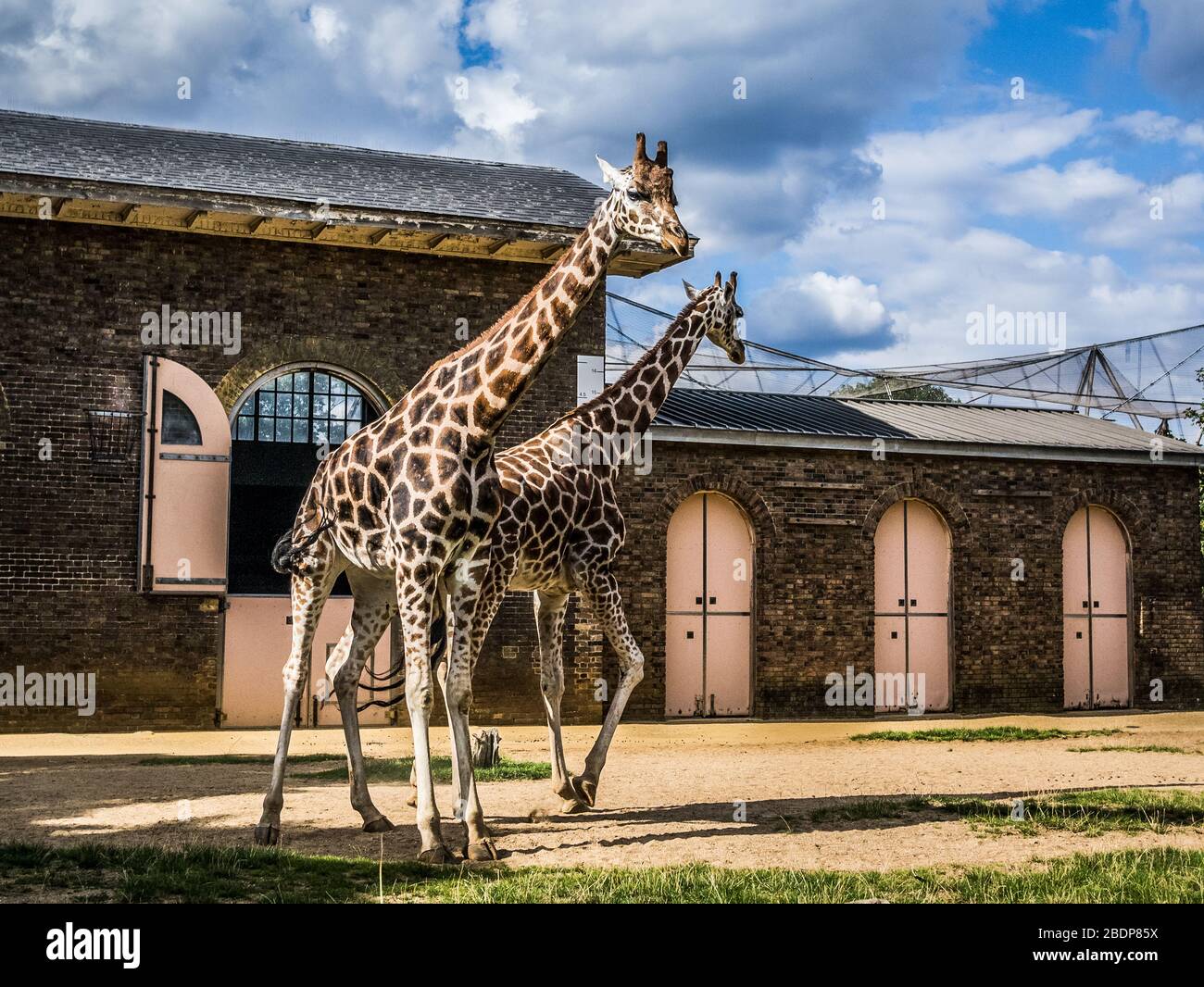 Giraffes at London Zoo Stock Photo
