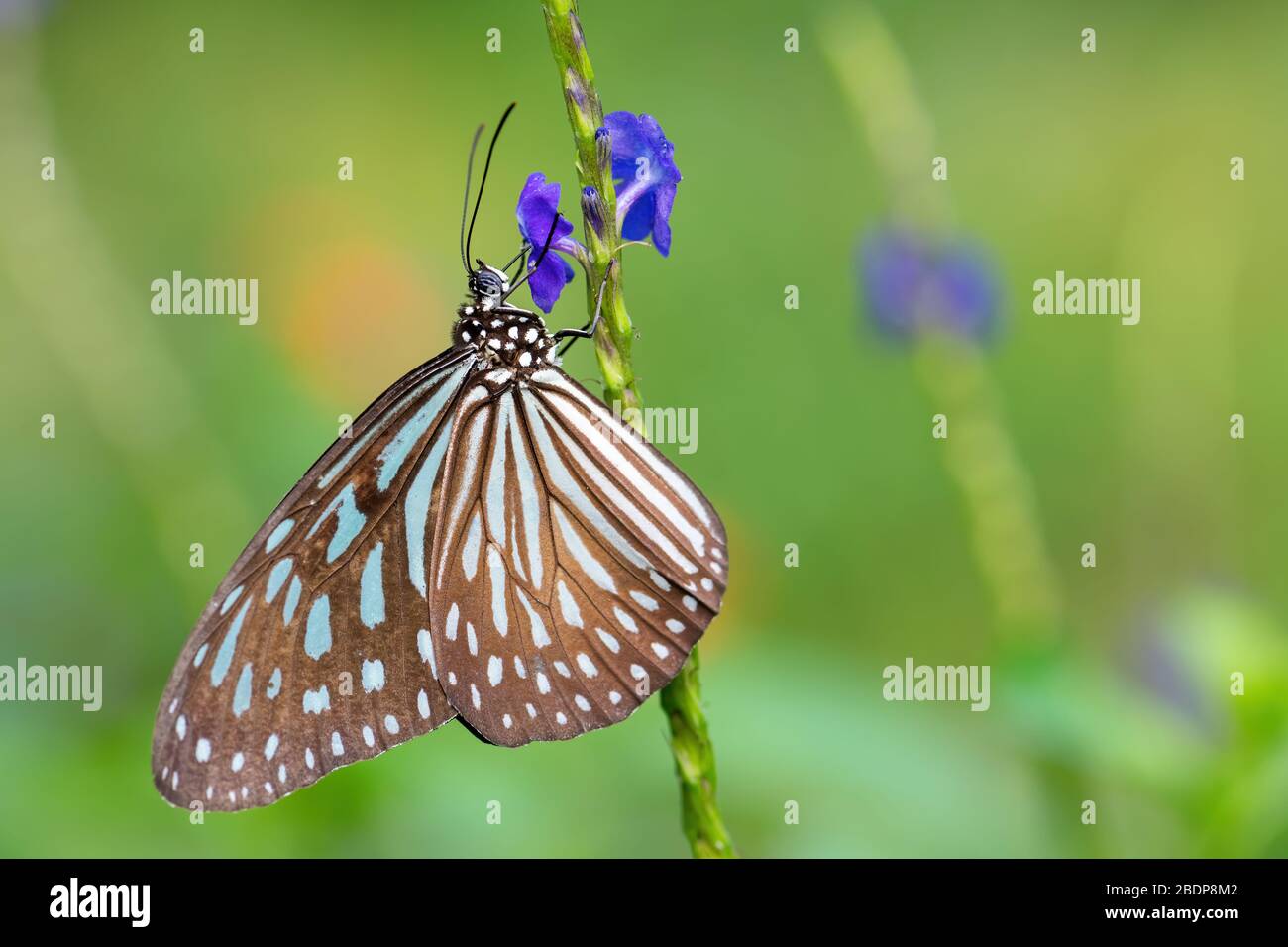 Blue Glassy Tiger butterfly -Ideopsis vulgaris, beautiful large butterfly from Eastern Asian meadows and woodlands, Malaysia. Stock Photo