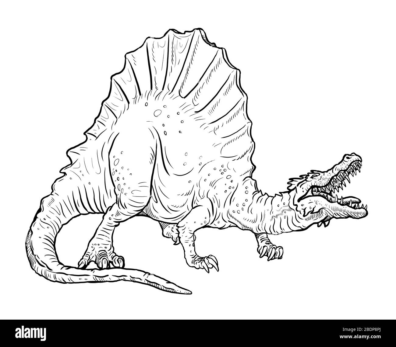 Carnivorous dinosaur - Spinosaurus. Dino isolated drawing. Stock Photo