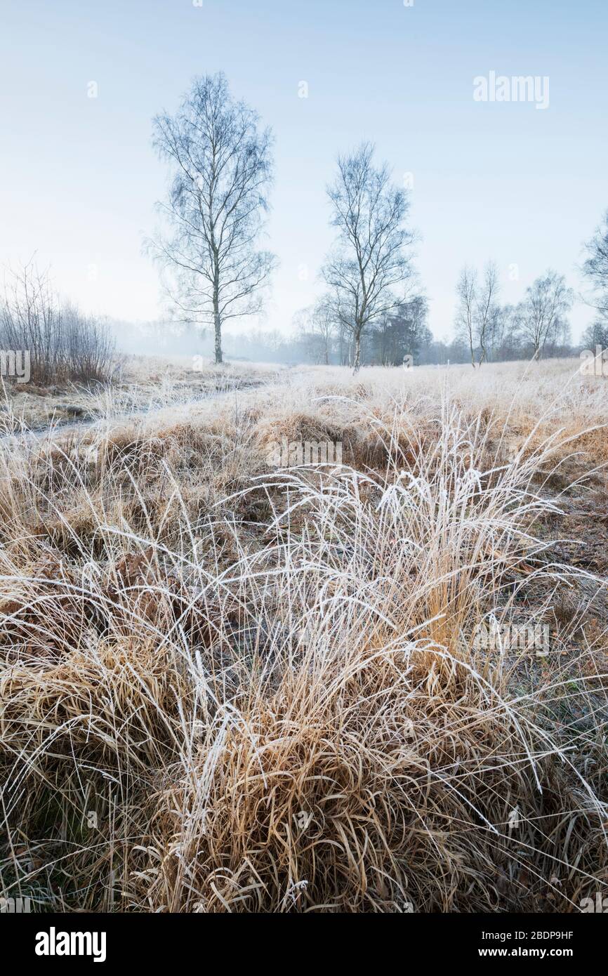 Frosty morning view of heathland with silver birch trees, Newtown Common, Burghclere, Hampshire, England, UK Stock Photo
