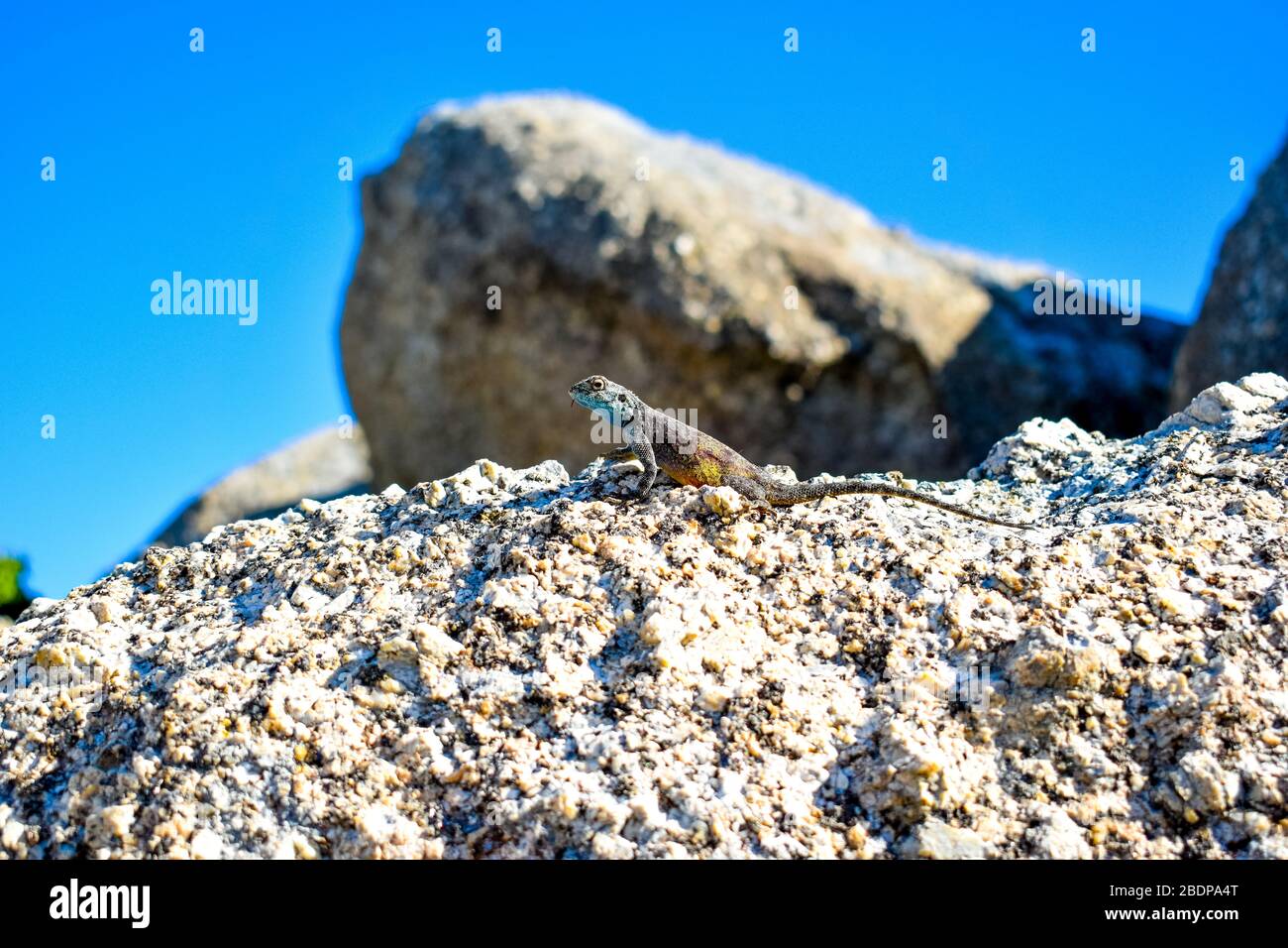 a little dragon on a rock Stock Photo