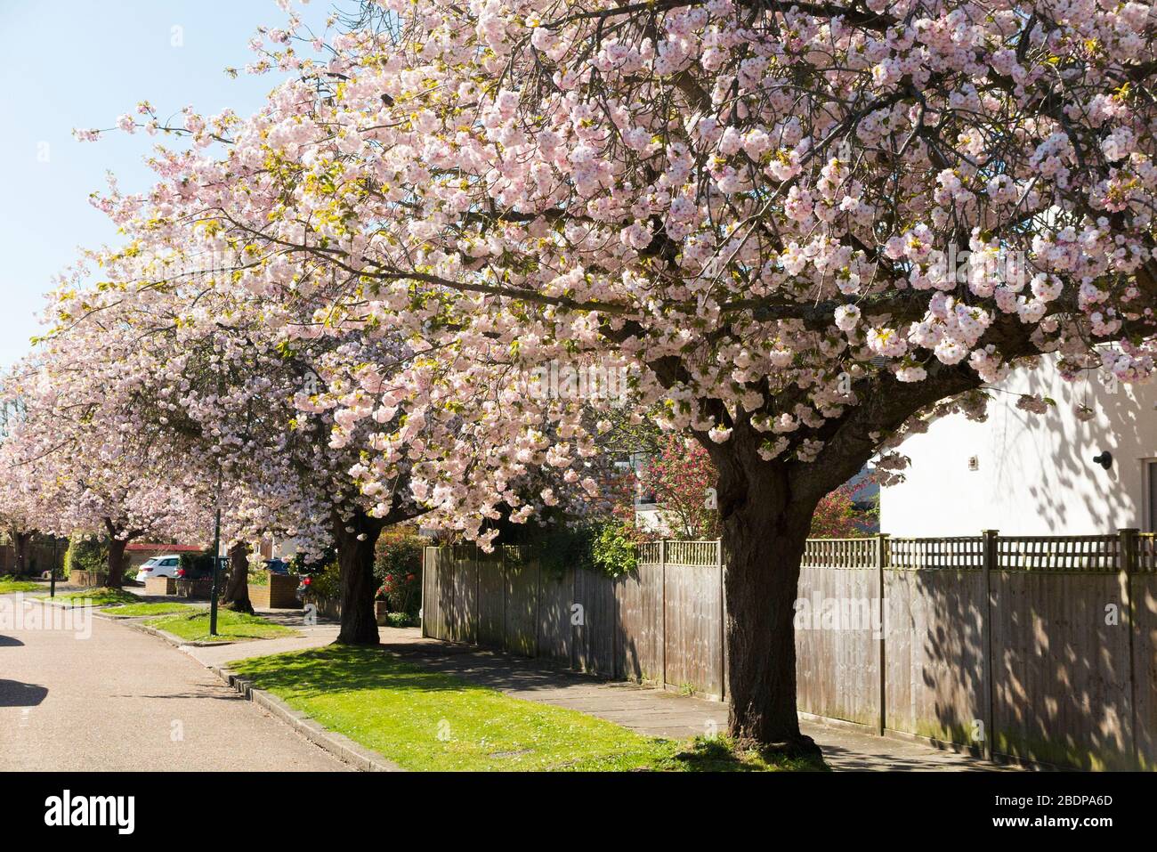 Spring blossom flower / flowers & trees on what is thought to be a flowering ornamental Cherry, in a tree lined Street / Road in Hampton, Middlesex, UK. (116) Stock Photo