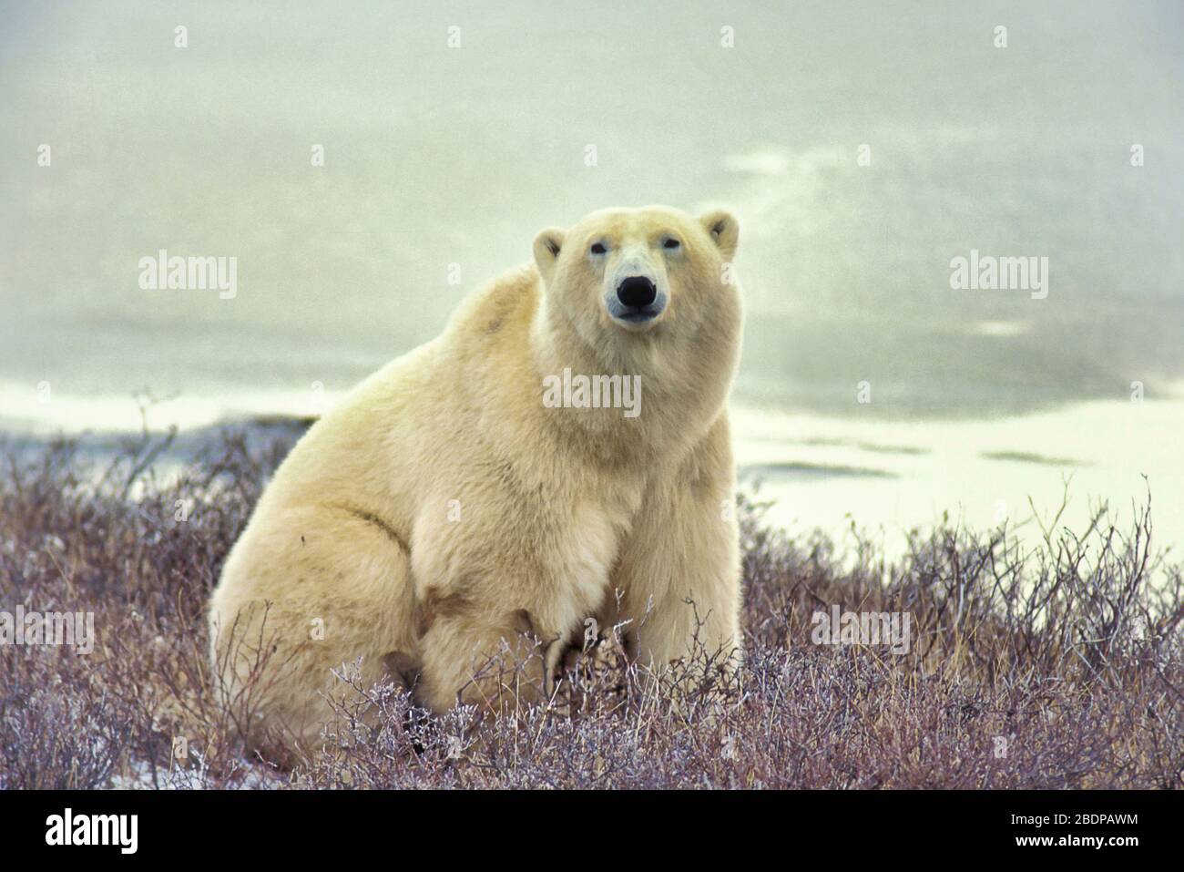 Polar Bear, Ursus maritimus, Hudson Bay, Canada, sitting in tundra Stock Photo