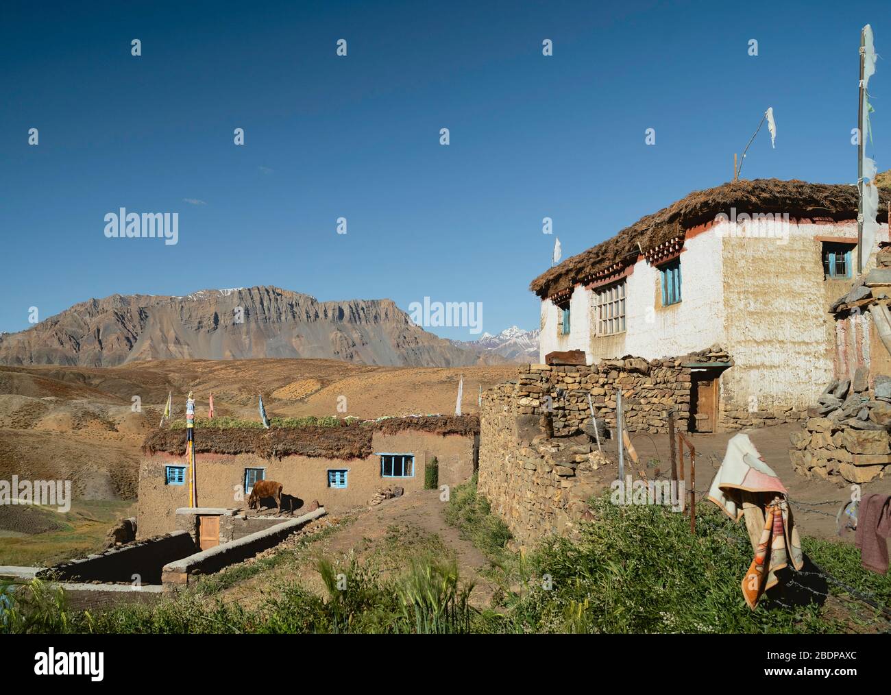 Village scene with traditional houses and animal fodder drying on roofs, fields and farmland with Himalayas in background under blue sky in summer. Stock Photo