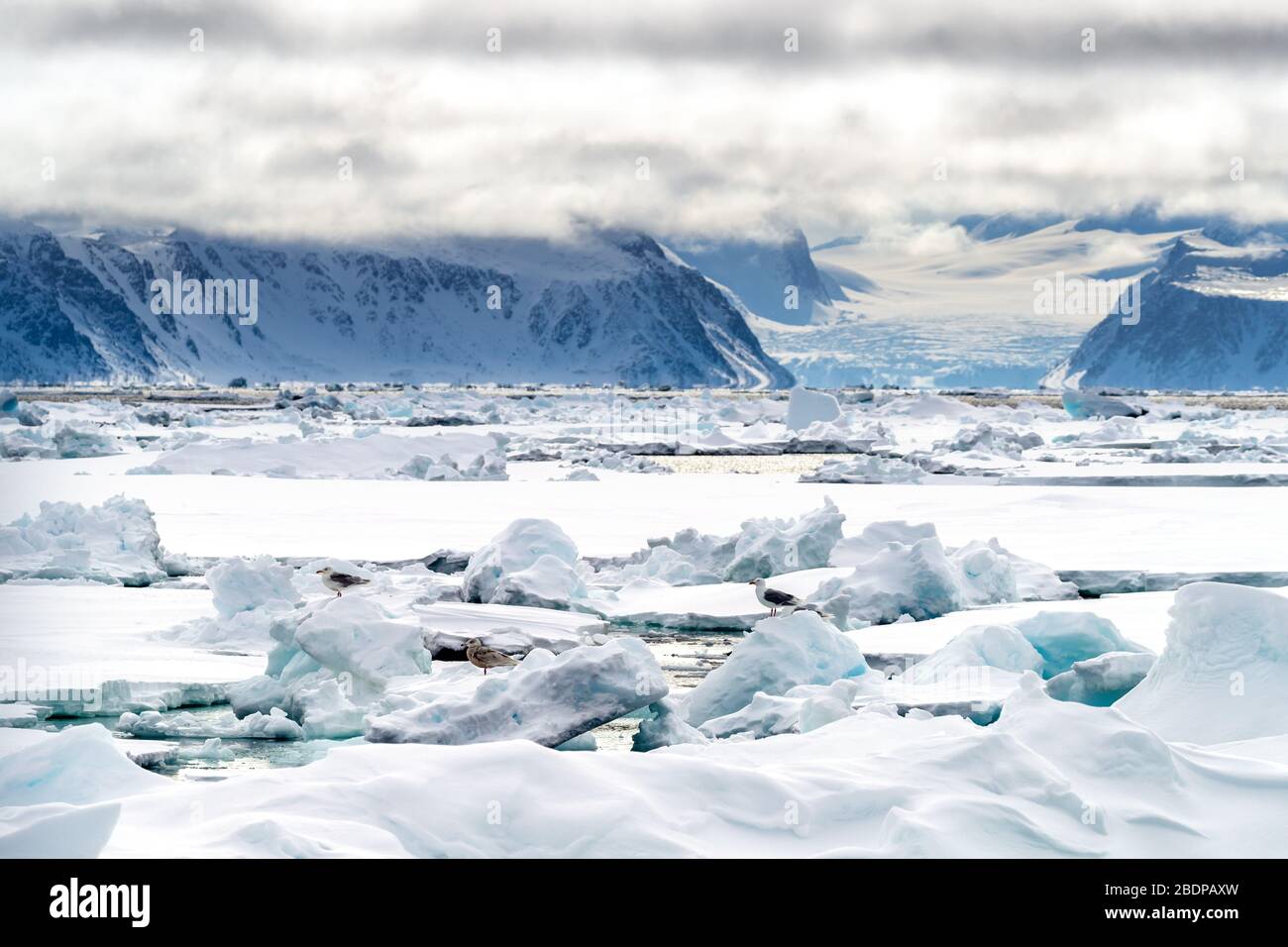 Pack ice in the arctic circle at 80 degrees north, with the mountains and glaciers of Svalbard in the backgound and gulls on the ice in the foreground Stock Photo