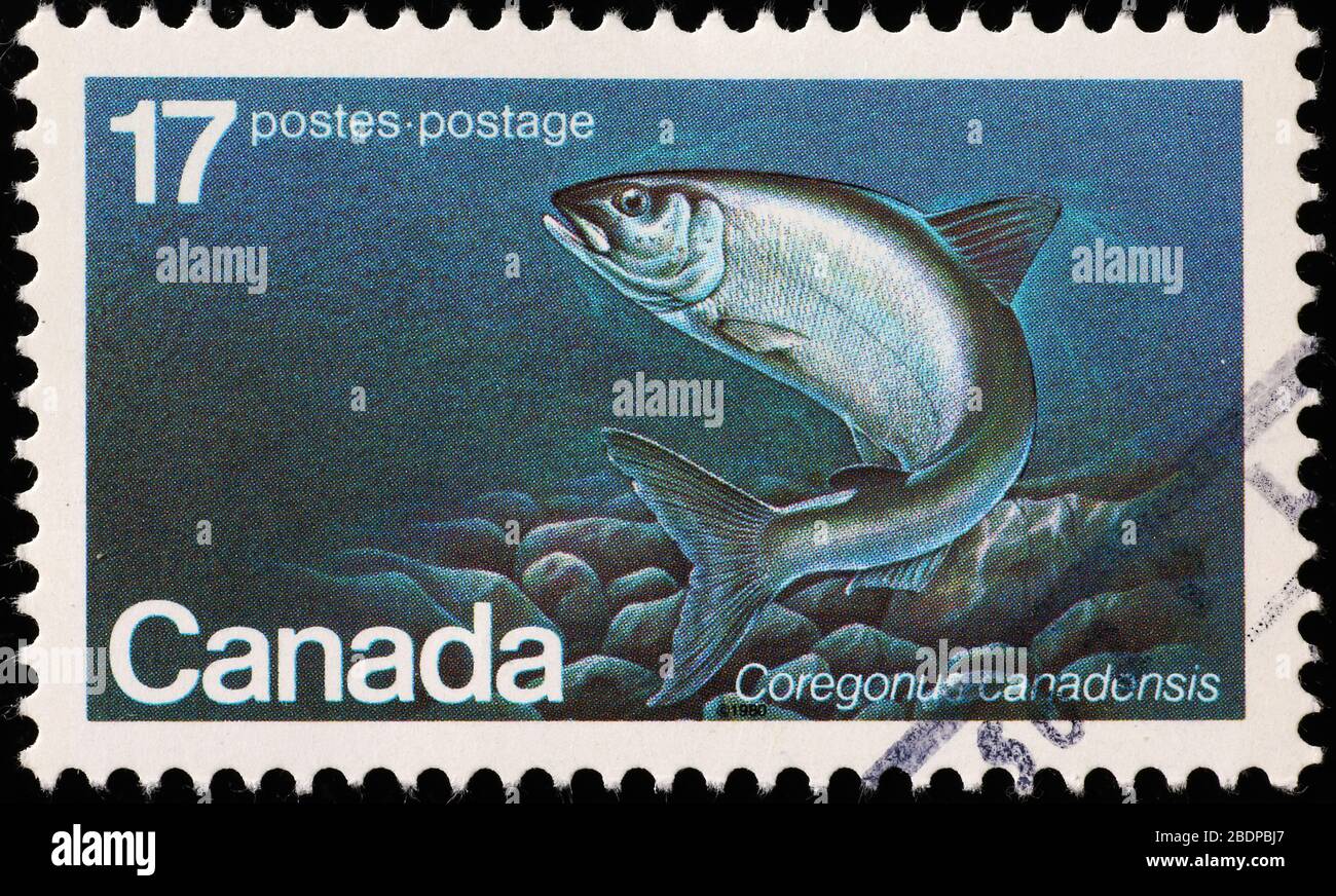 Coregonus fish on canadian postage stamp Stock Photo