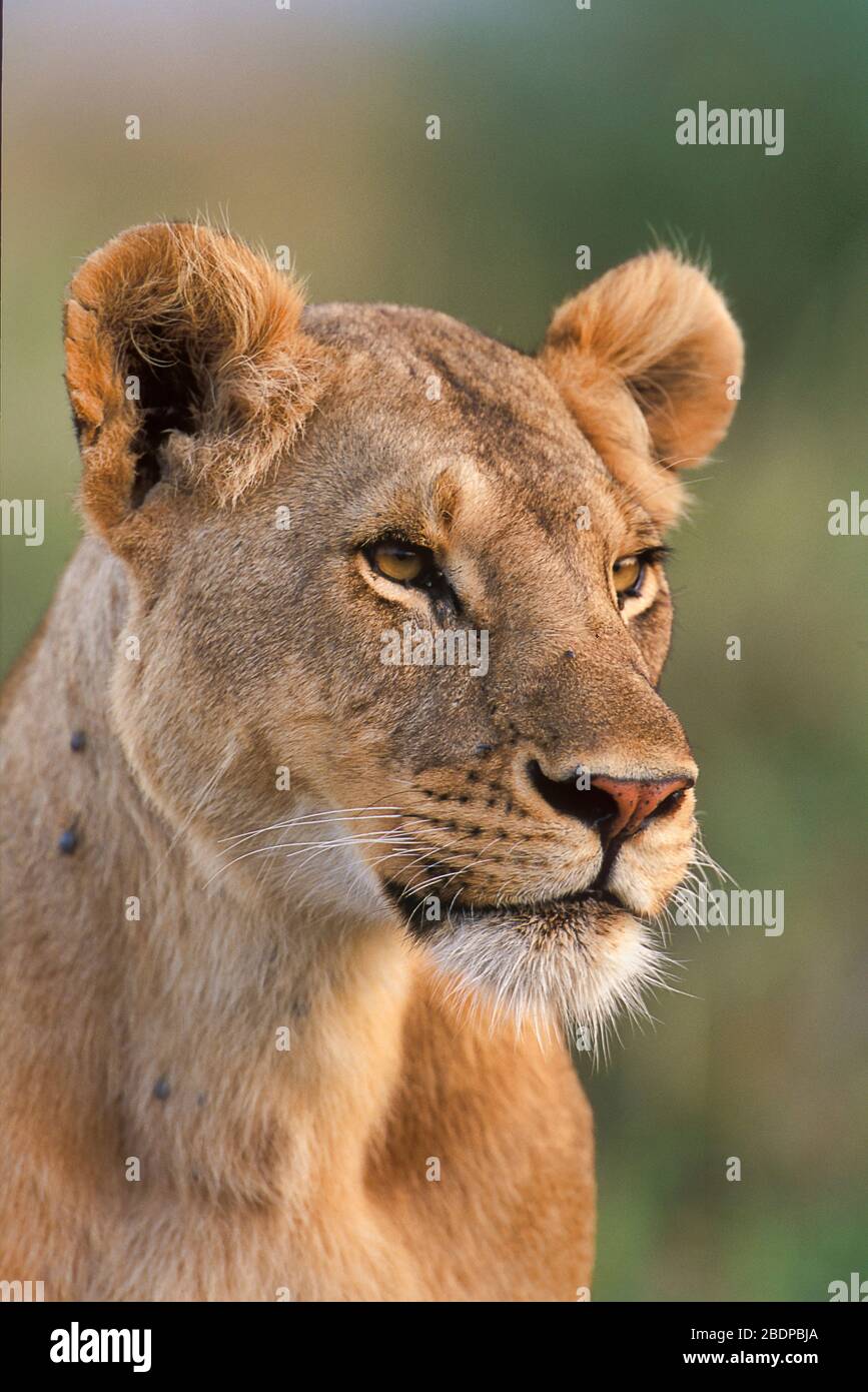 Lion, Panthera leo, Masai Mara, Kenya, Africa, close up of face, portrait, looking Stock Photo