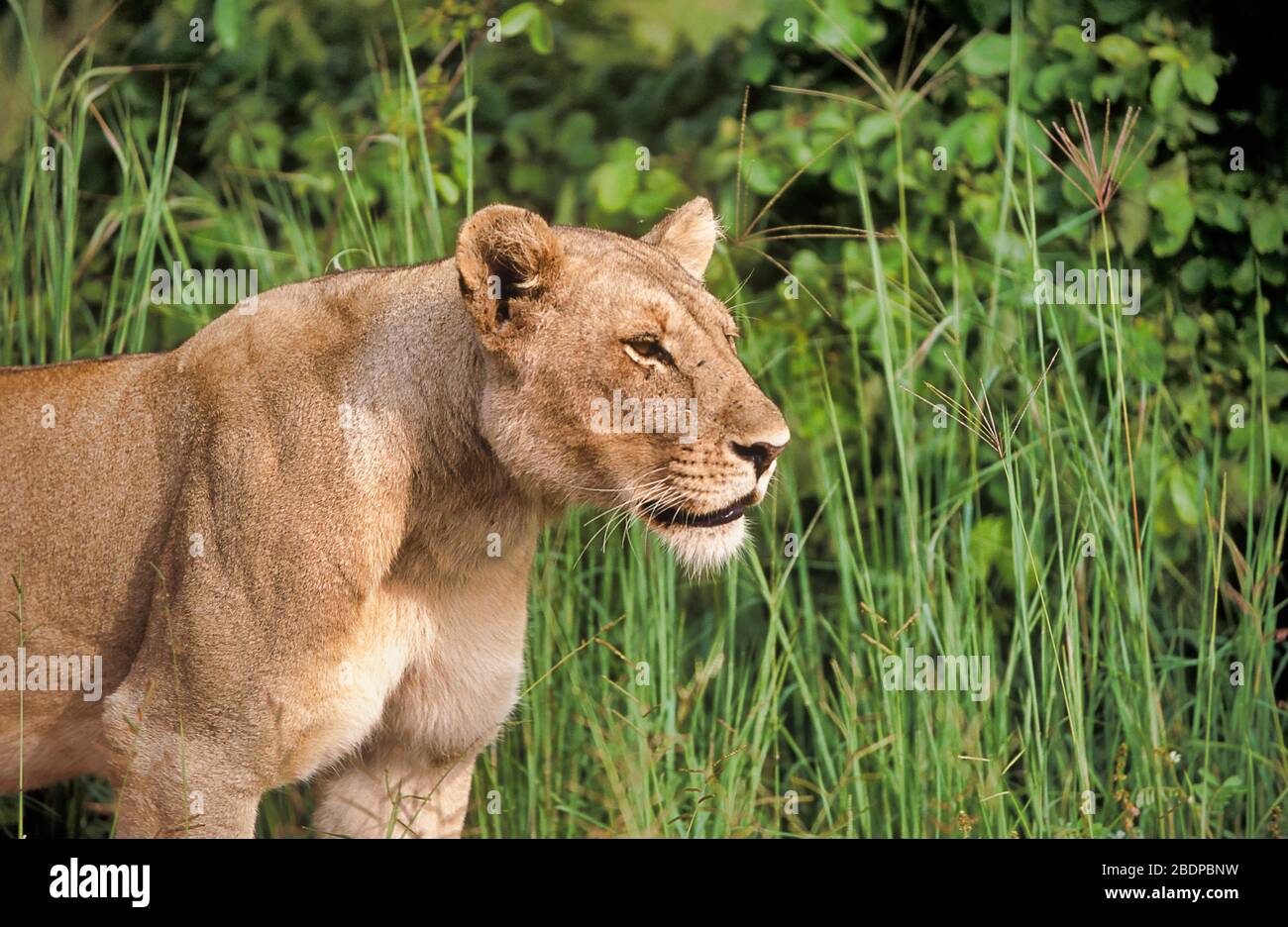 Lion, Panthera leo, Zimbabwe, Africa, female, standing, Looking, growling Stock Photo