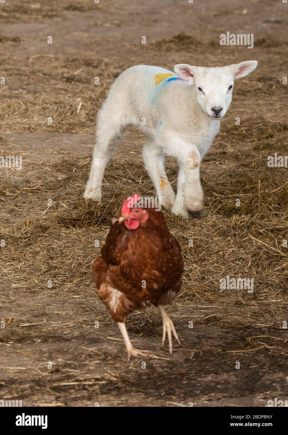 Preston, Lancashire, UK. 9th Apr, 2020. A young lamb playing with a hen in the lambing pens at Chipping, Preston, Lancashire, England, United Kingdom. The recent good weather has improved conditions for lambing so far this year. Credit: John Eveson/Alamy Live News Stock Photo