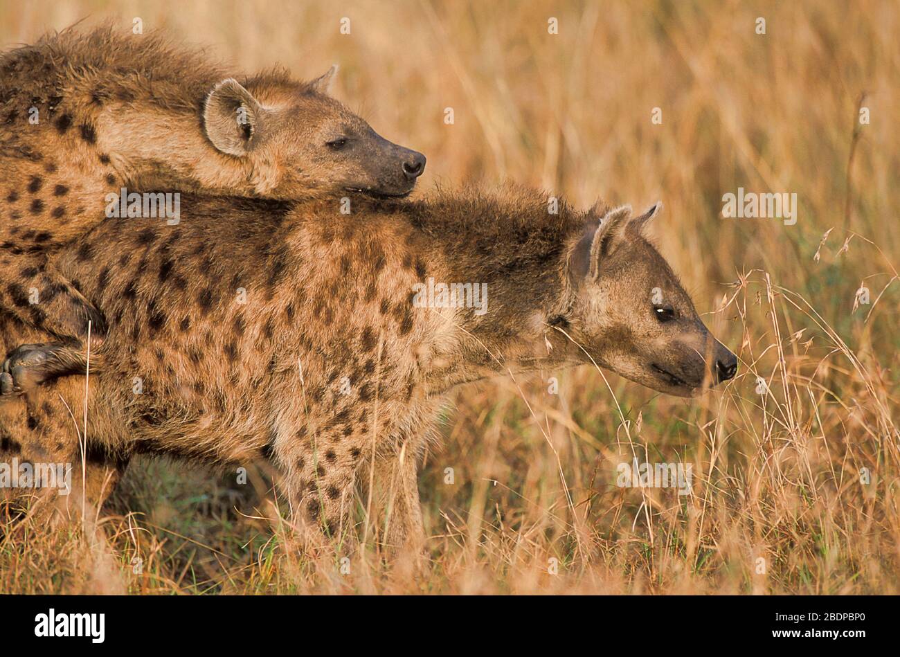 Spotted Hyaena, Crocuta crocuta, Masai Mara, Kenya, Africa, also known