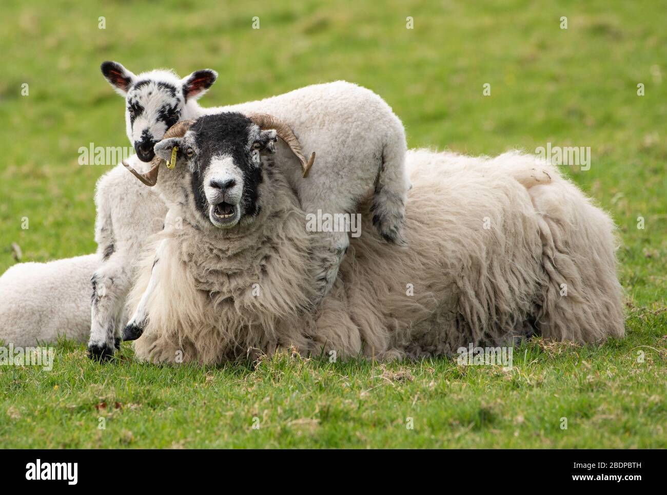Preston, Lancashire, UK. 9th Apr, 2020. A patient Swaledale ewe allows her playful lambs to use her for climbing entertainment, Chipping, Preston, Lancashire, England, United Kingdom. The recent good weather has improved conditions for lambing so far this year. Credit: John Eveson/Alamy Live News Stock Photo