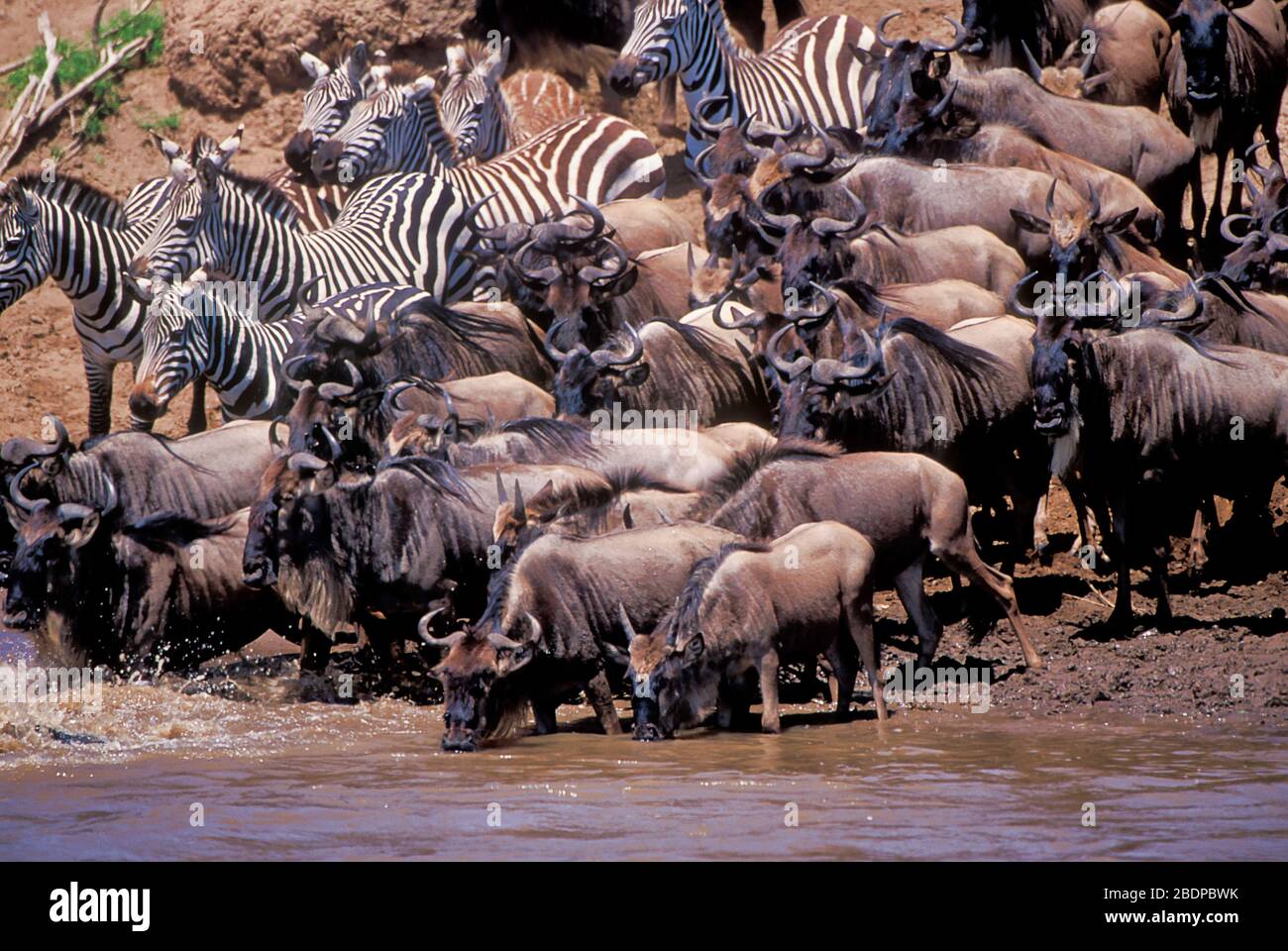 Plains or Common Zebra, Equus quagga, formerly Equus burchellii, and Wildebeeste or Gnu, Connochaetes taurinus, migration crossing river, Masai Mara, Stock Photo