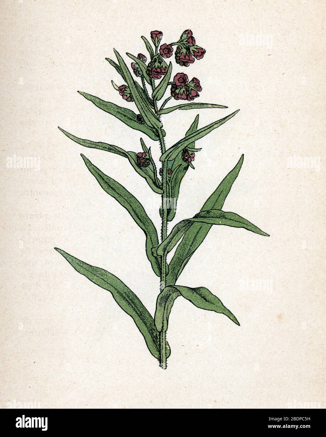 "Cynoglosse officinale" (langue de chien) (Cynoglossum officinale) (houndstongue, houndstooth, dog's tongue, gypsy flower) Planche de botanique tiree Stock Photo
