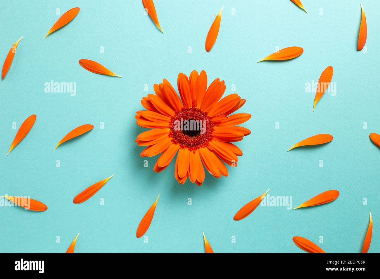Orange gerbera daisy flowers with petals on blue background. Floral composition, flat lay, top view Stock Photo