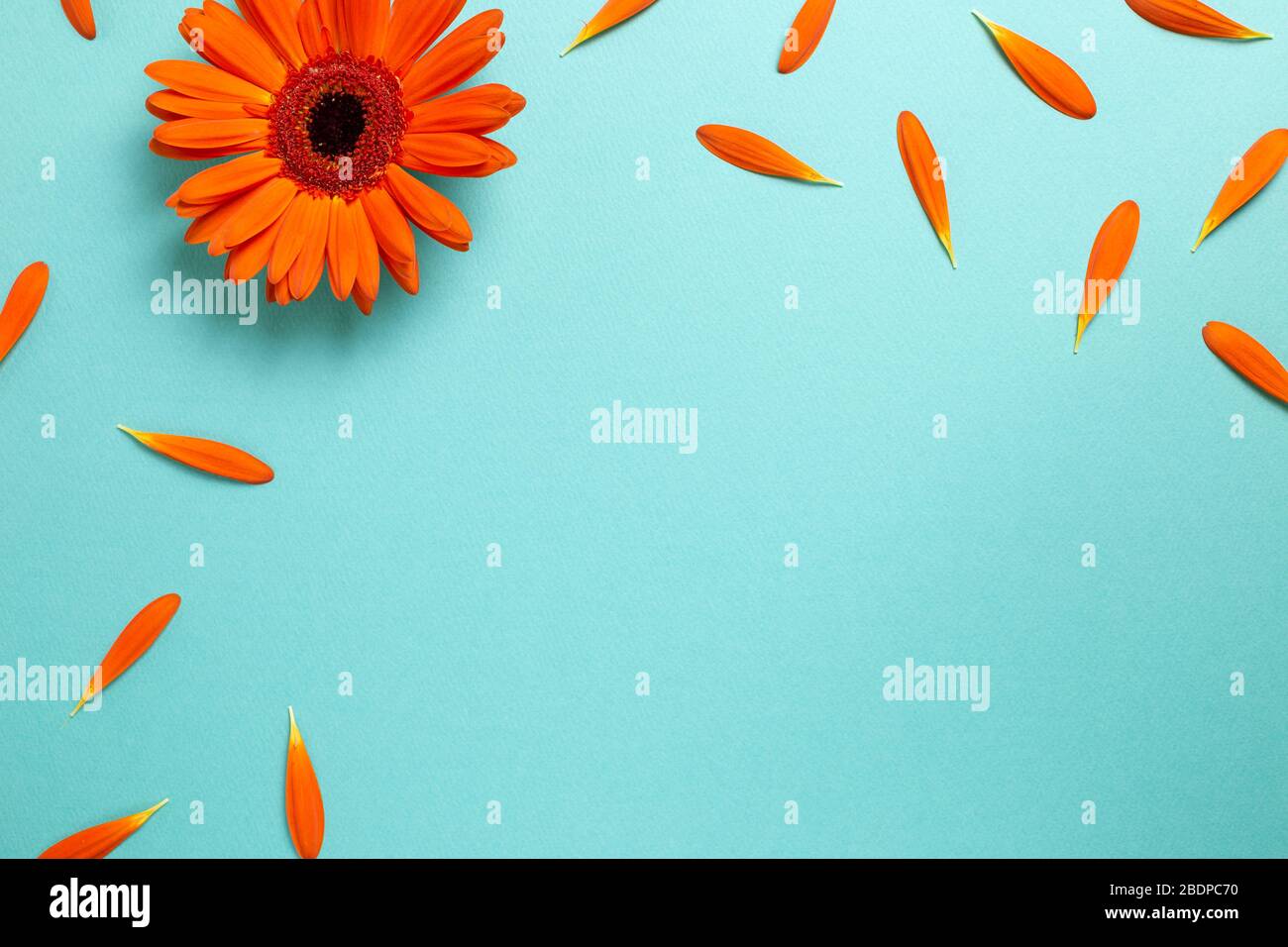Orange gerbera daisy flowers with petals on blue background. Floral composition, flat lay, top view, copy space Stock Photo