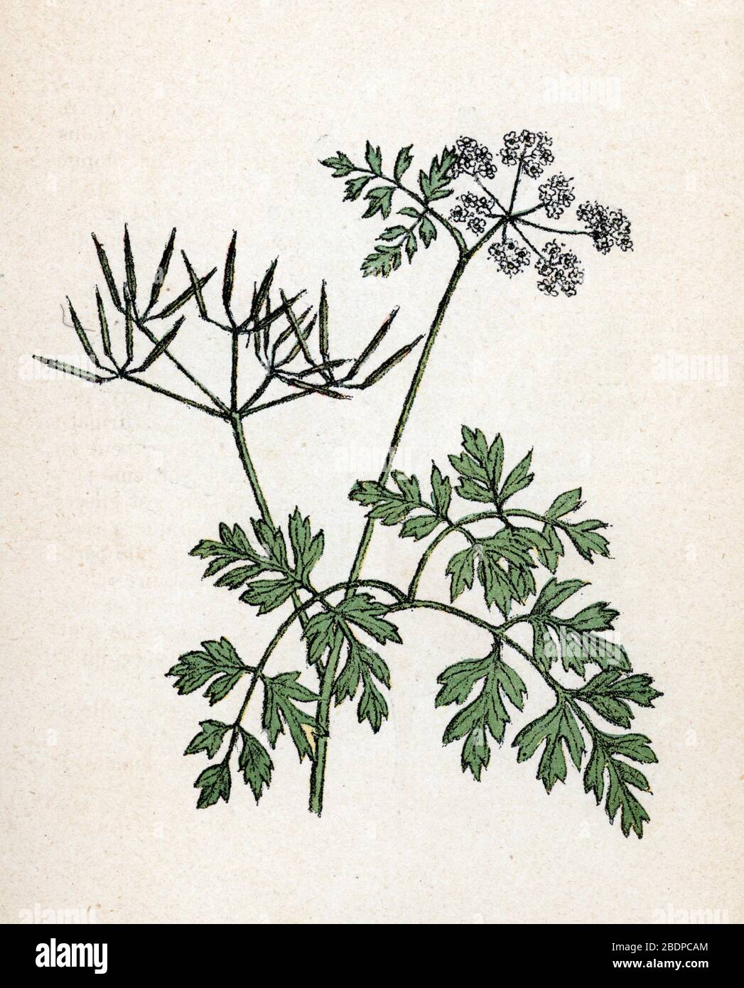 'Cerfeuil commun' (Anthriscus cerefolium) (chervil) Planche de botanique tiree de 'Atlas colorie des plantes medicinales' de Paul Hariot, 1900 (Botani Stock Photo