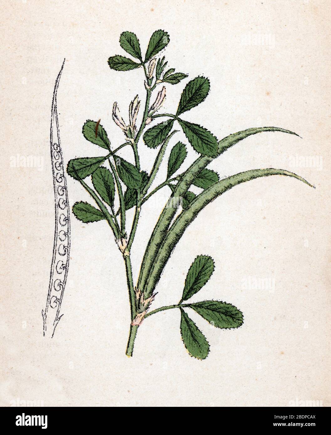 'Fenugrec' (Trigonella foenum-graecum) (Trigonelle ou Senegrain) (Fenugreek) Planche de botanique tiree de 'Atlas colorie des plantes medicinales' de Stock Photo