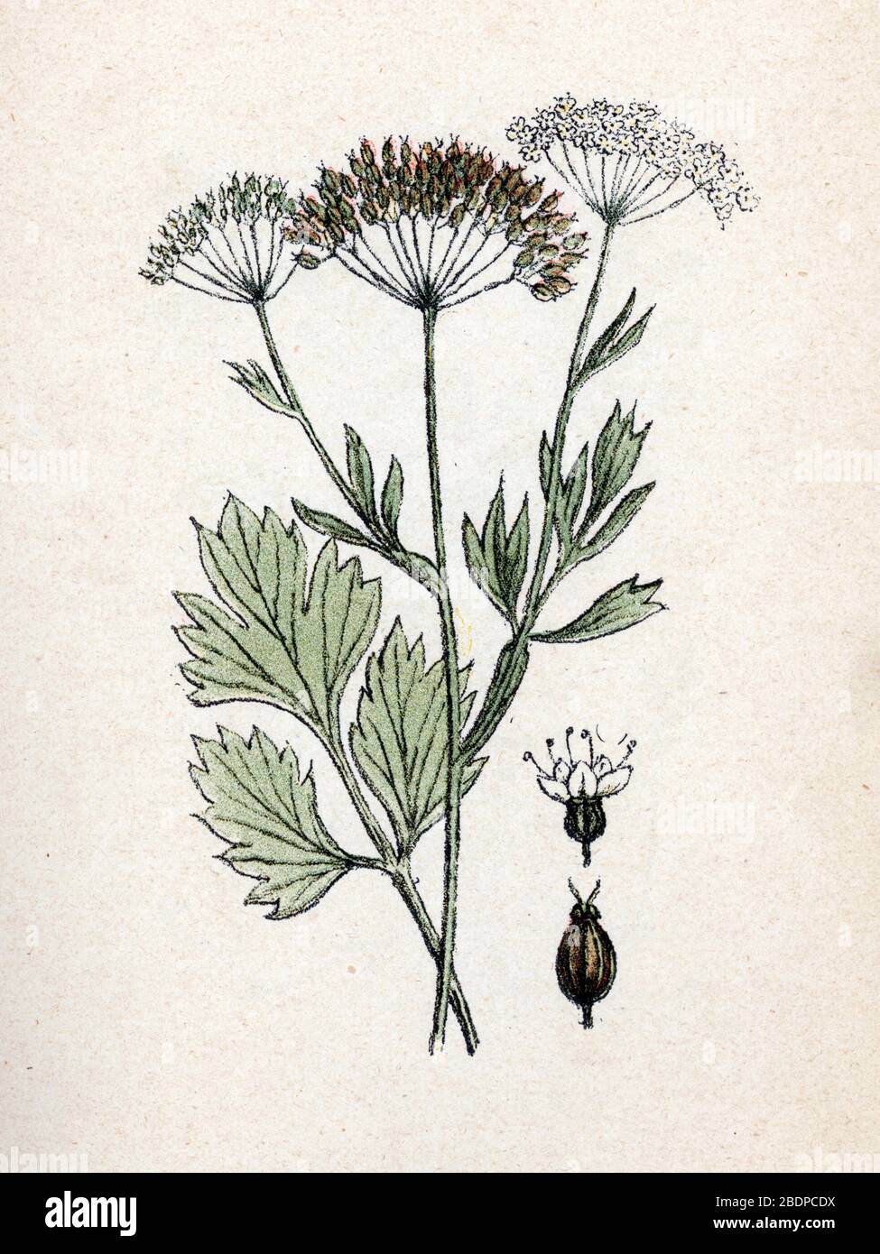 Anis' (Pimpinella anisum) (anise or aniseed) Planche de botanique tiree de  "Atlas colorie des plantes medicinales" de Paul Hariot, 1900 (Botanical pl  Stock Photo - Alamy