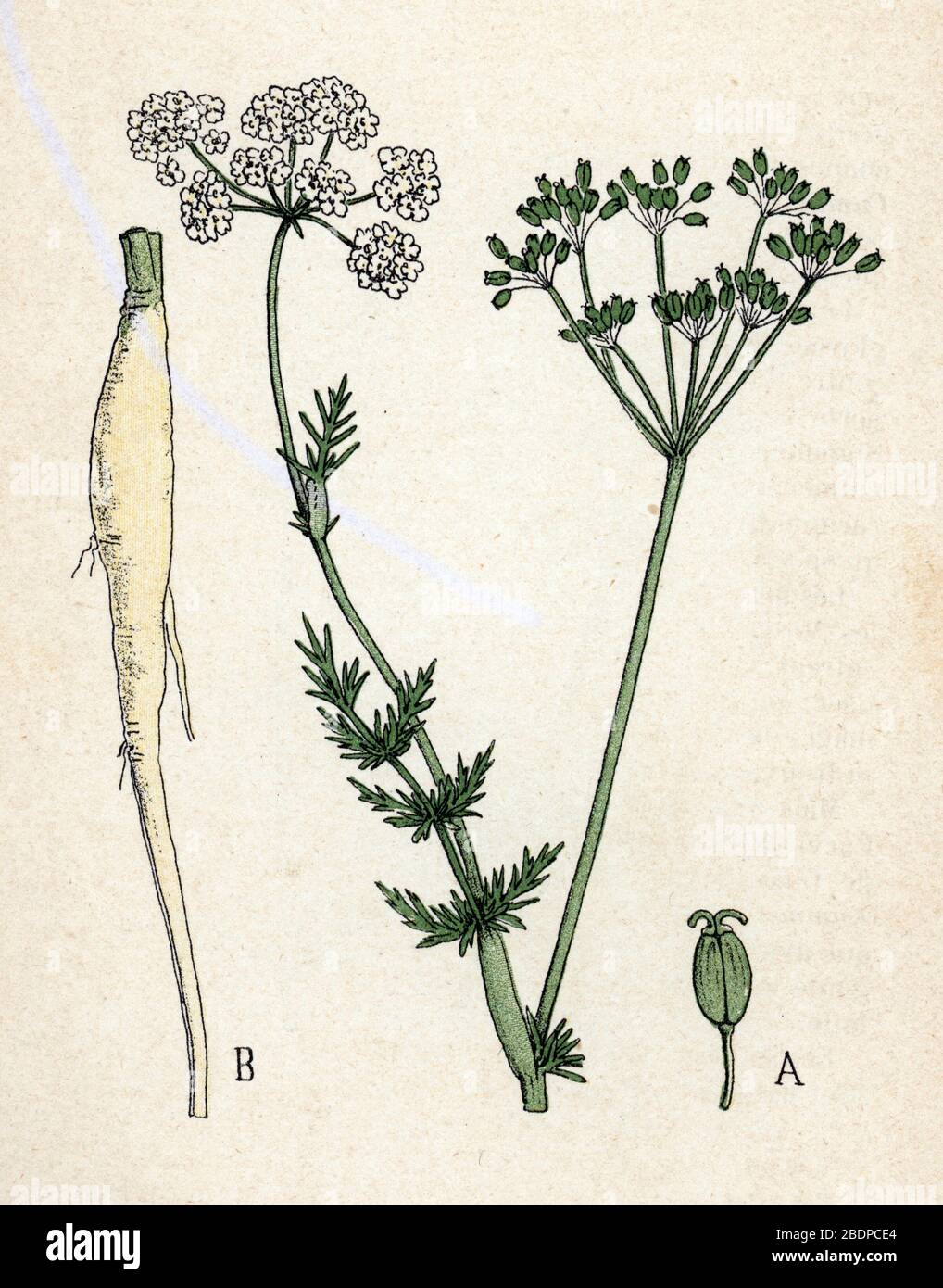 "Carvi ou cumin des pres" (Carum carvi) (Caraway or meridian fennel or