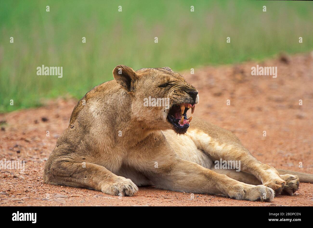 Lion, Panthera leo, Zimbabwe, Africa, female, growling,snarling Stock Photo