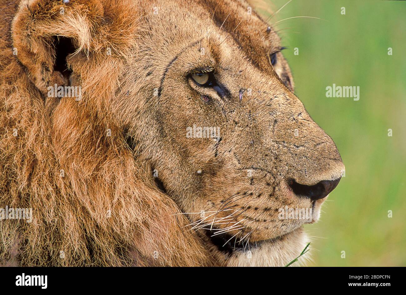 Lion, Panthera leo, Male, close up of face, Zimbabwe, Africa, portrait,eyes,scars Stock Photo