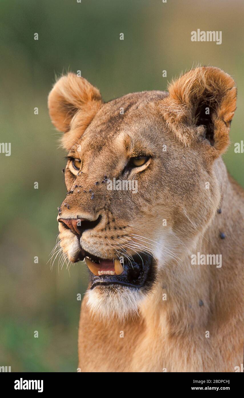 Lion, Panthera leo, Serengeti, Tanzania, Africa, Lioness, female, close up of face, portrait, looking Stock Photo
