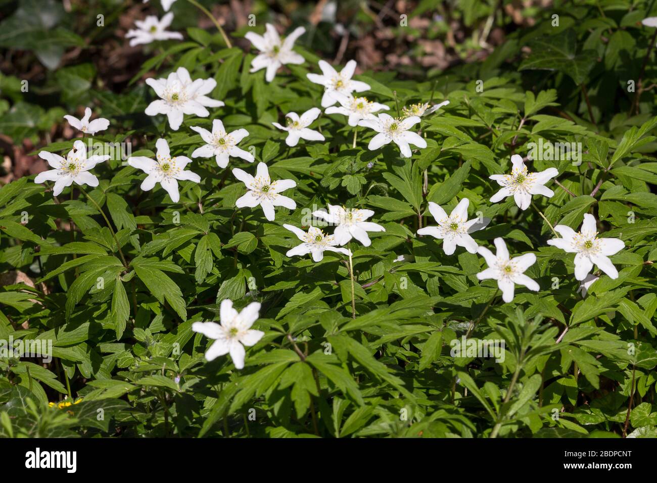 Wood anemone nemorosa spring white flowering plant long stems and leaves devided into multiple lobes and six petal flowers spread over woodland floor. Stock Photo