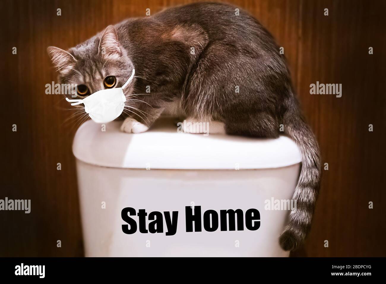 cat in a toilet bowl