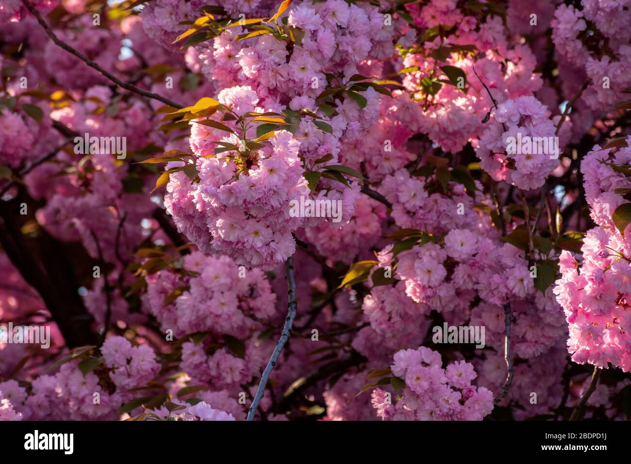 pink cherry blossom background in backlit sunlight. beautiful nature ...