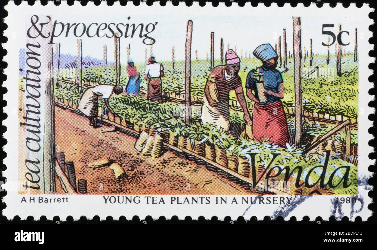 Nursery of tea plants on african postage Stock Photo