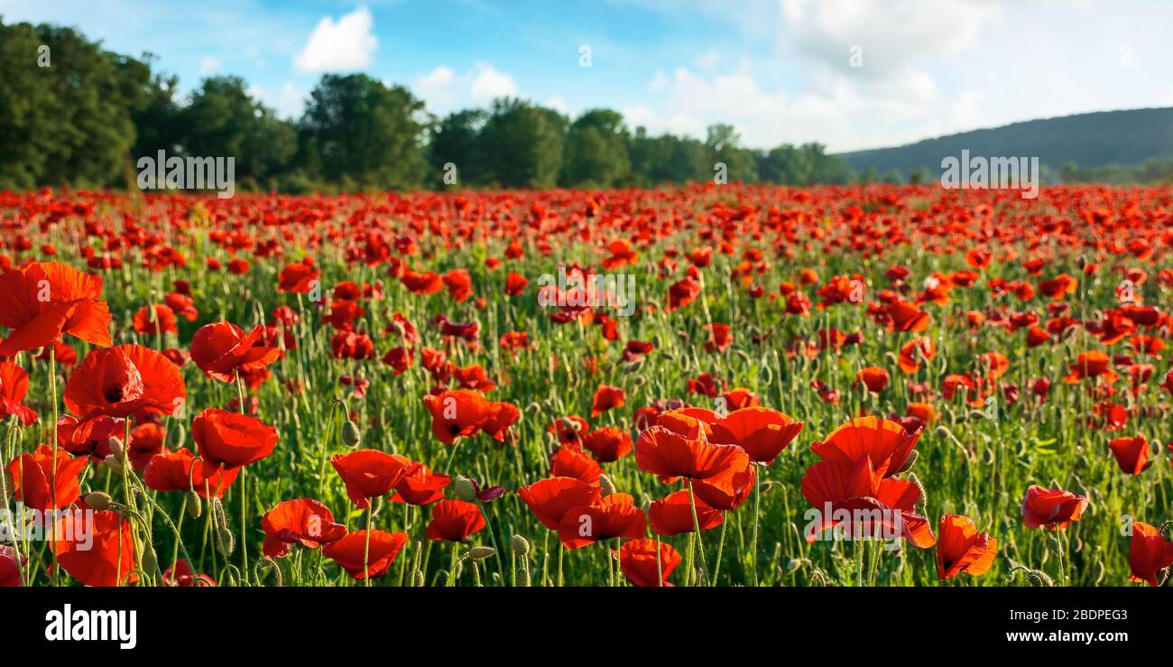 red poppy flower field in the mountains. beautiful nature scenery in summer afternoon Stock Photo