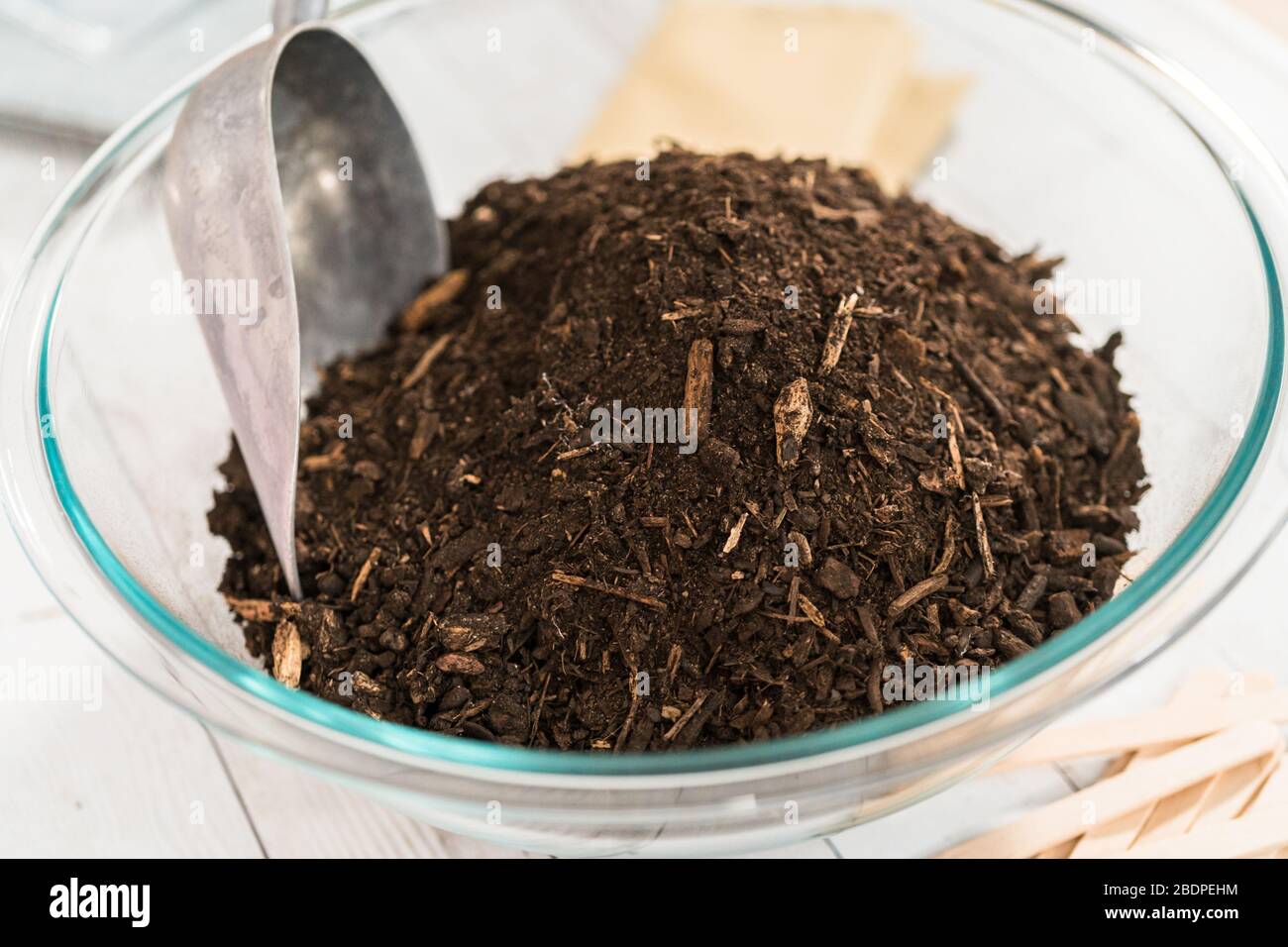 Planting seeds into peat moss pots to start an indoor vegetable garden