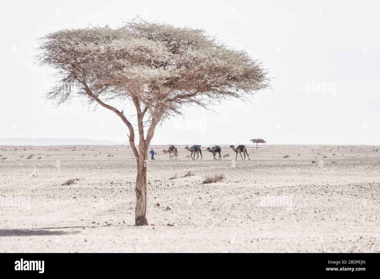 Nomad with camels (dromedary). Barren, arid, stone desert with Acacia trees. Mhamid, Sahara desert, Morocco. Stock Photo
