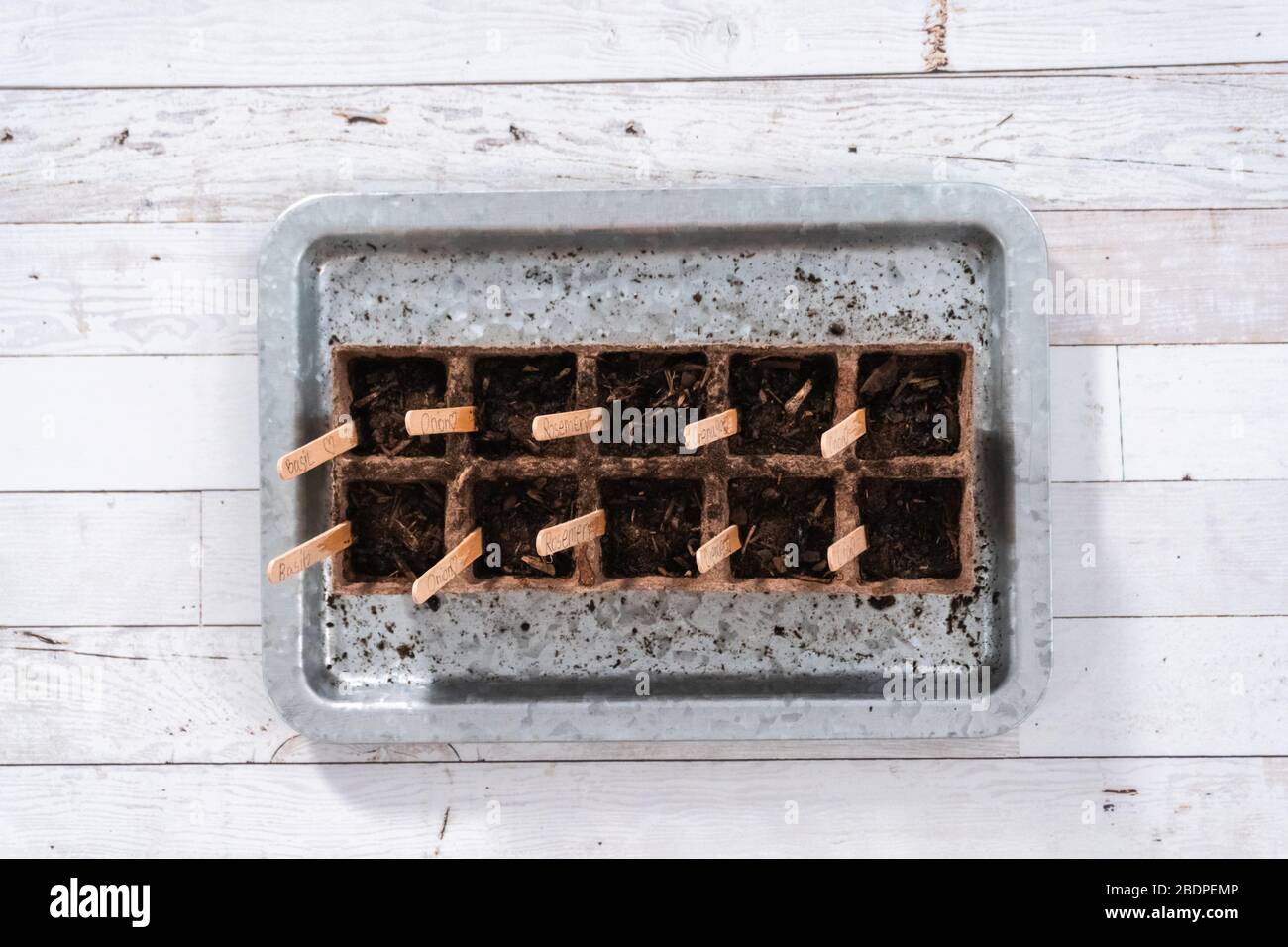 Flat lay. Planting seeds into peat moss pots to start an indoor